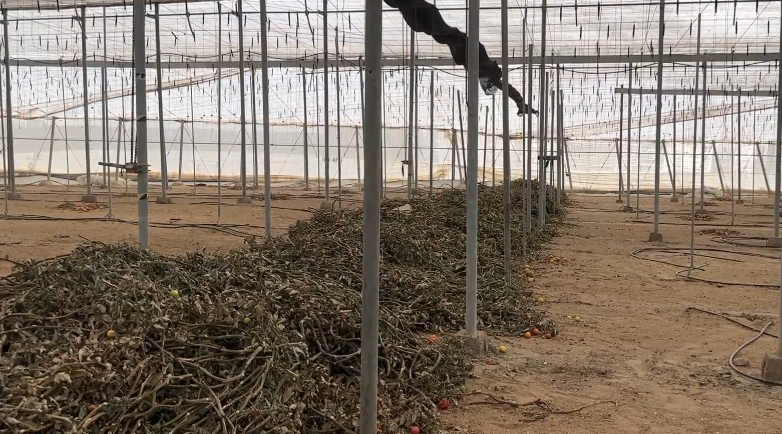 La Junta provoca un grave problema en el campo al prohibir a las plantas de residuos recepcionar restos vegetales con rafias
