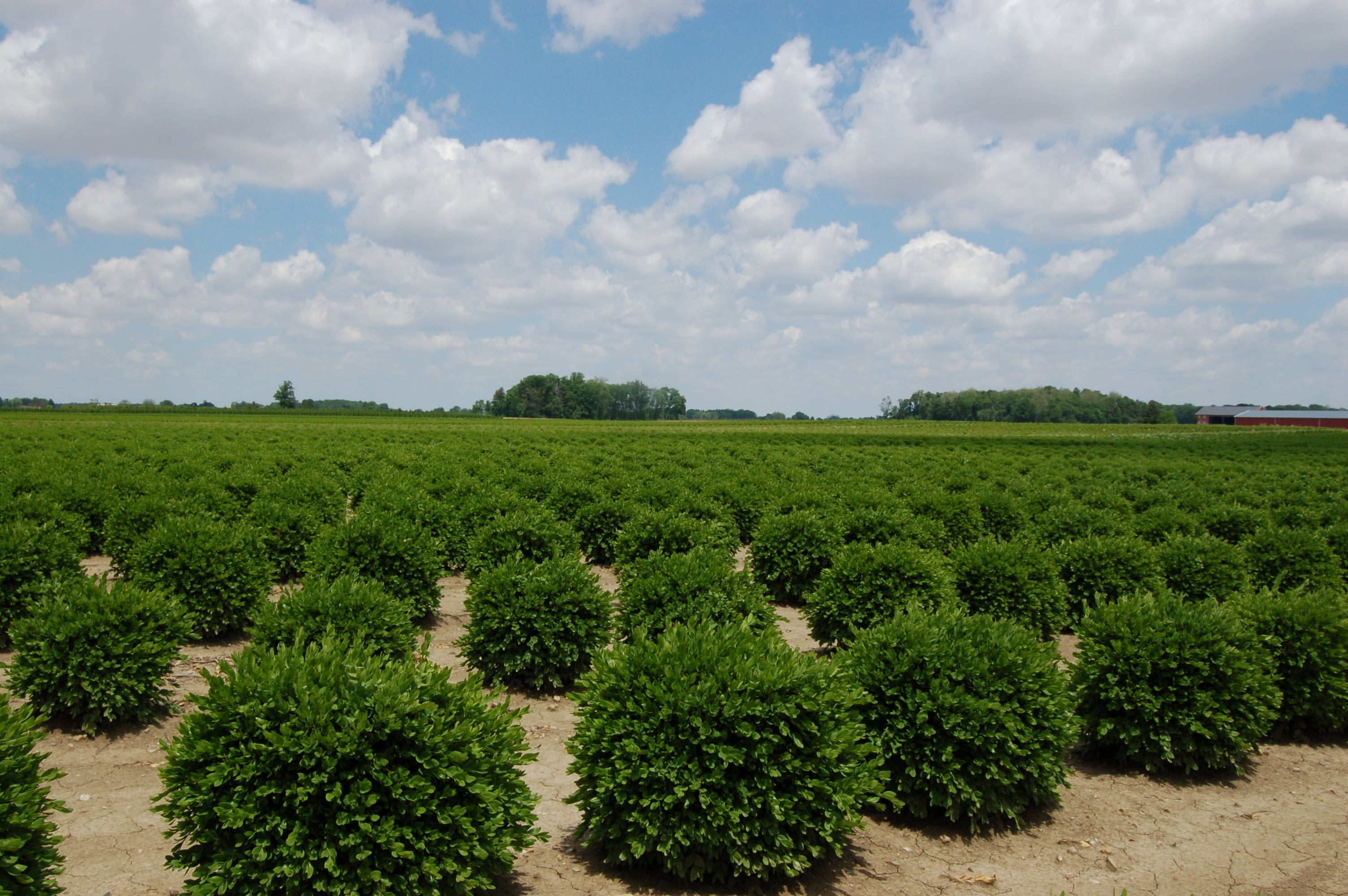 LandscapeHub | Plant information for Buxus microphylla LandscapeHub | Plant information for Buxus microphylla