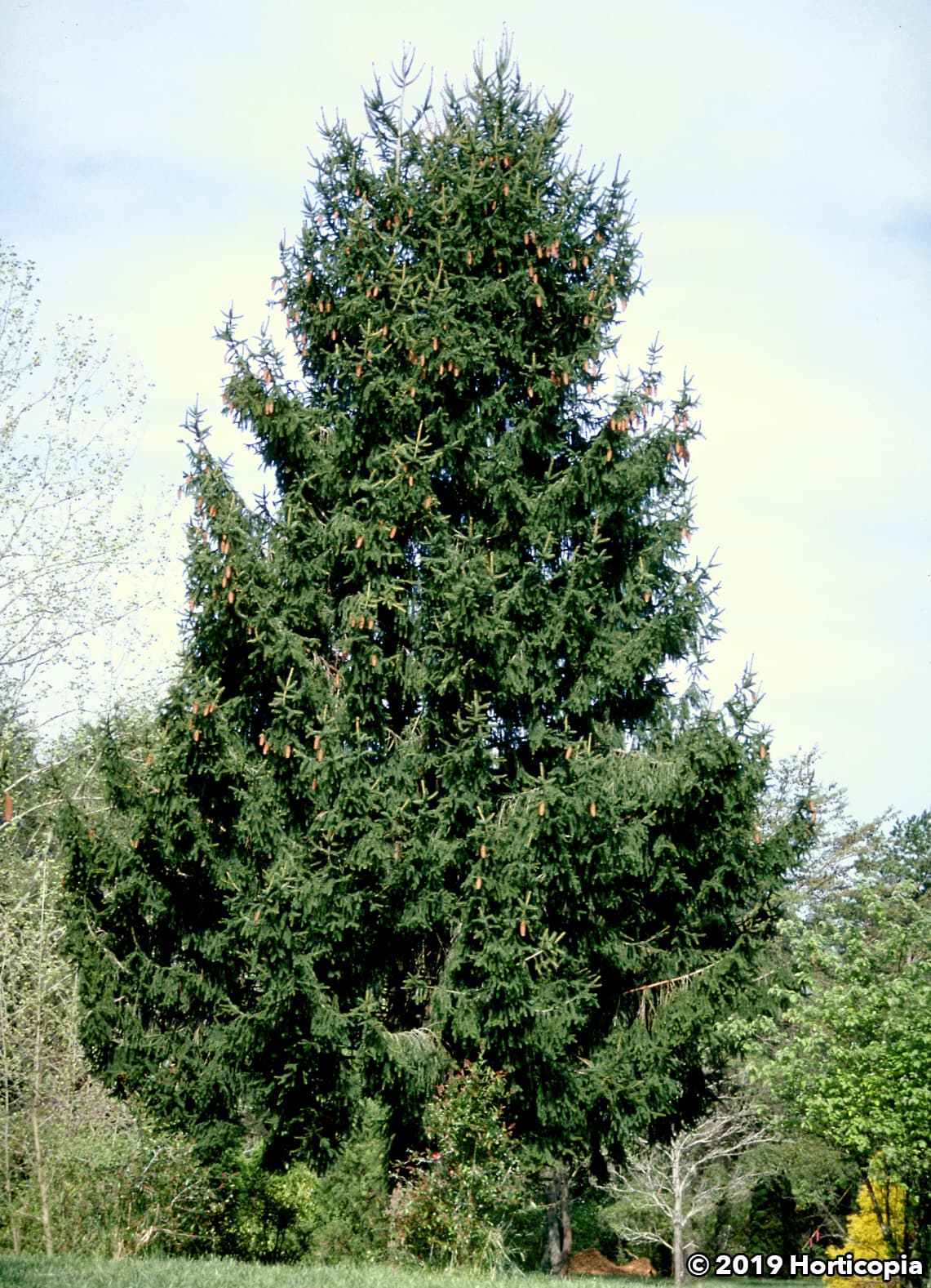 VOLVO　Abies procera　Picea abies トウヒ VOLVO Abies procera Picea abies トウヒ Seeds of Norway Spruce