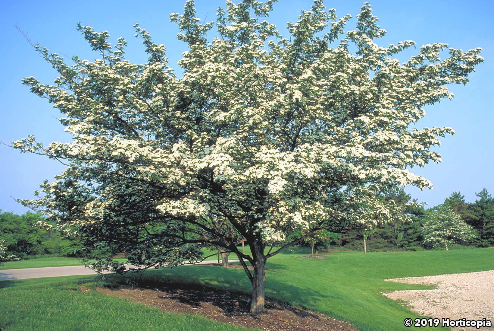 Landscapehub Plant Information For Crataegus Crusgalli Var Inermis Thornless Cockspur Hawthorn