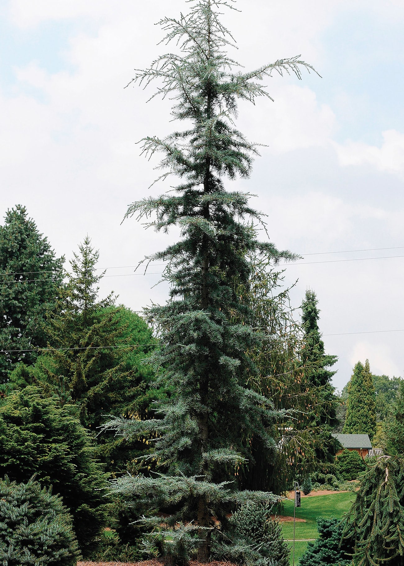 LandscapeHub | Plant information for Cedrus deodara 'Karl Fuchs