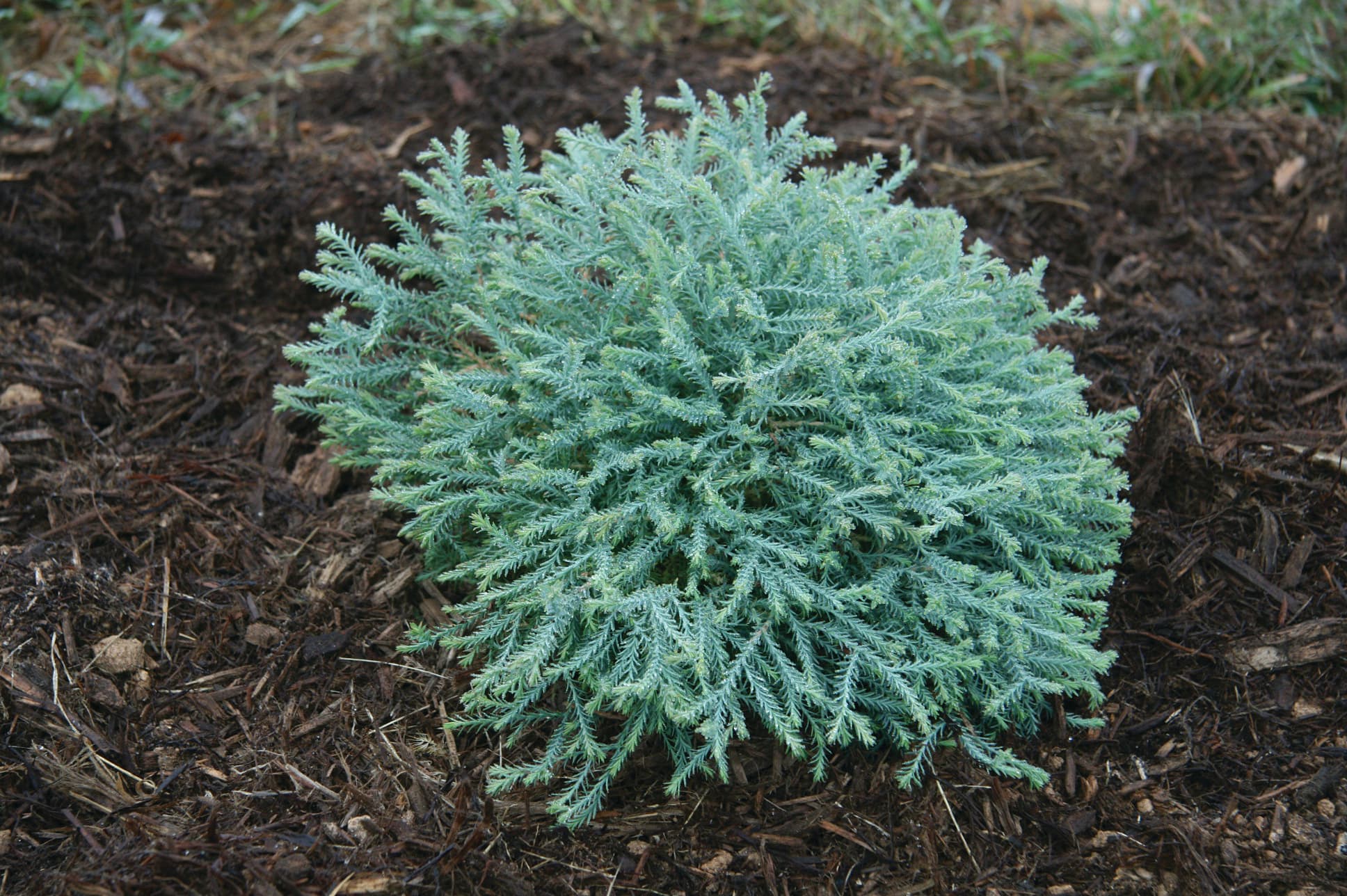 LandscapeHub | Plant information for Thuja occidentalis