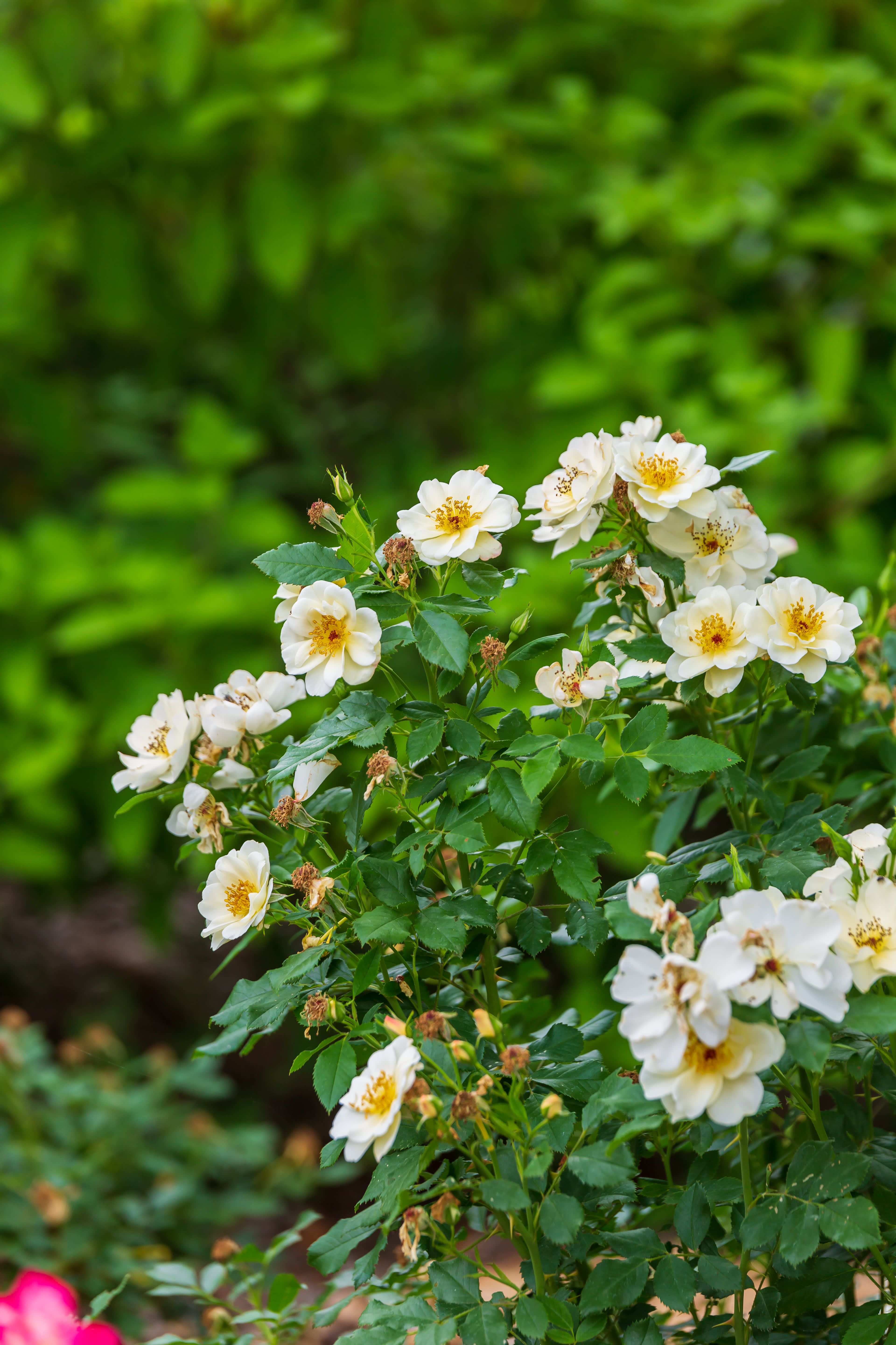 LandscapeHub | Plant information for Rosa 'AAC333' (Easy