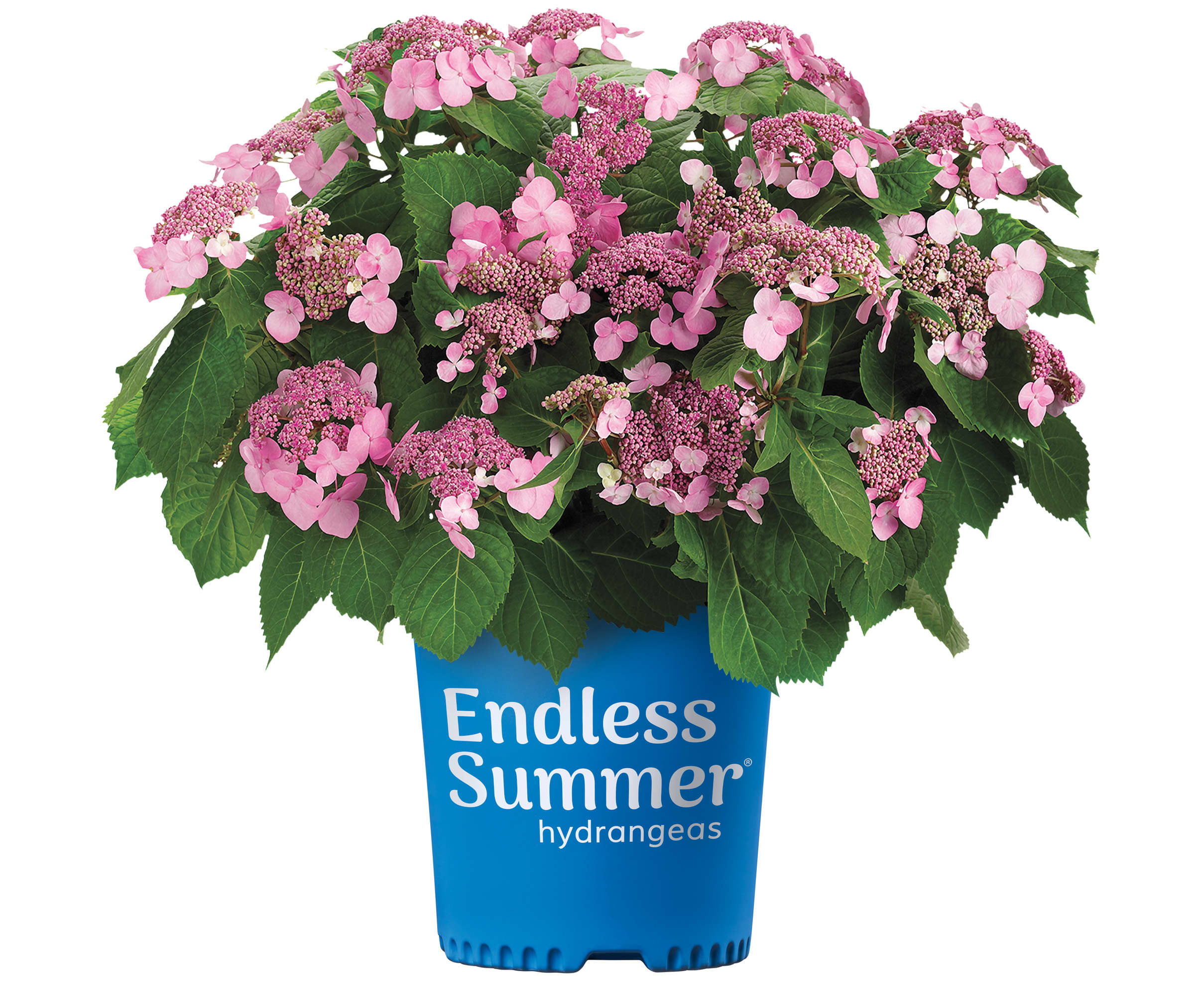 LandscapeHub | Plant information for Hydrangea macrophylla 'PIIHM