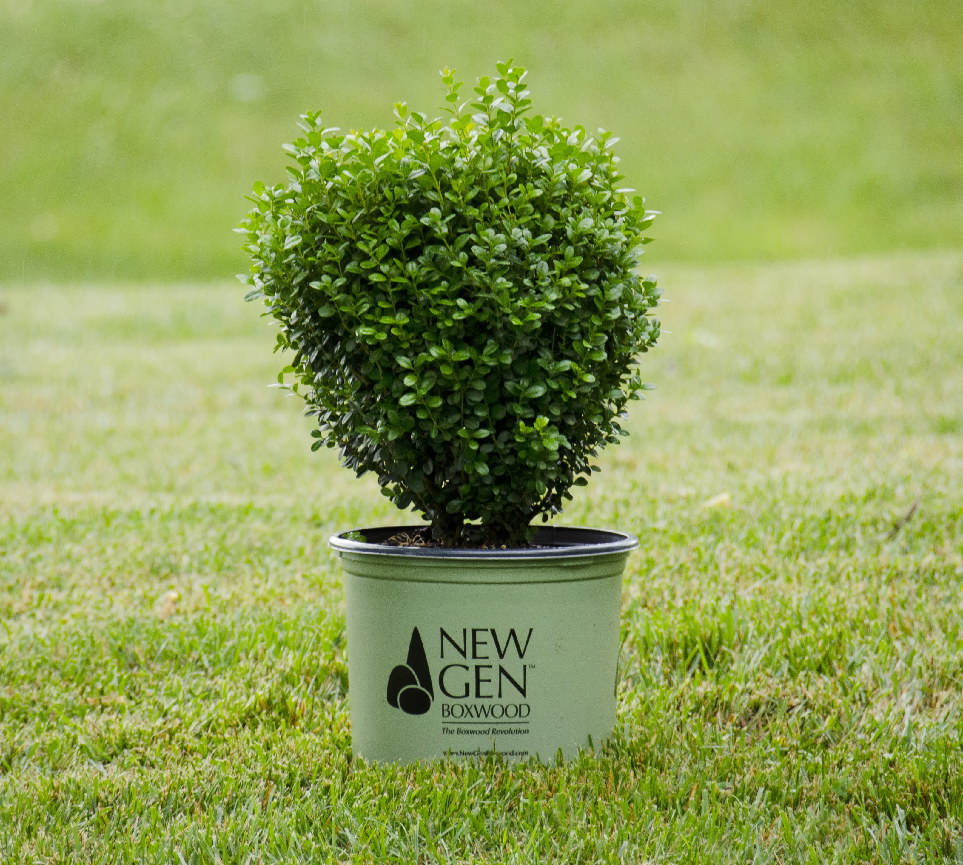 LandscapeHub | Plant information for Buxus microphylla LandscapeHub | Plant information for Buxus microphylla