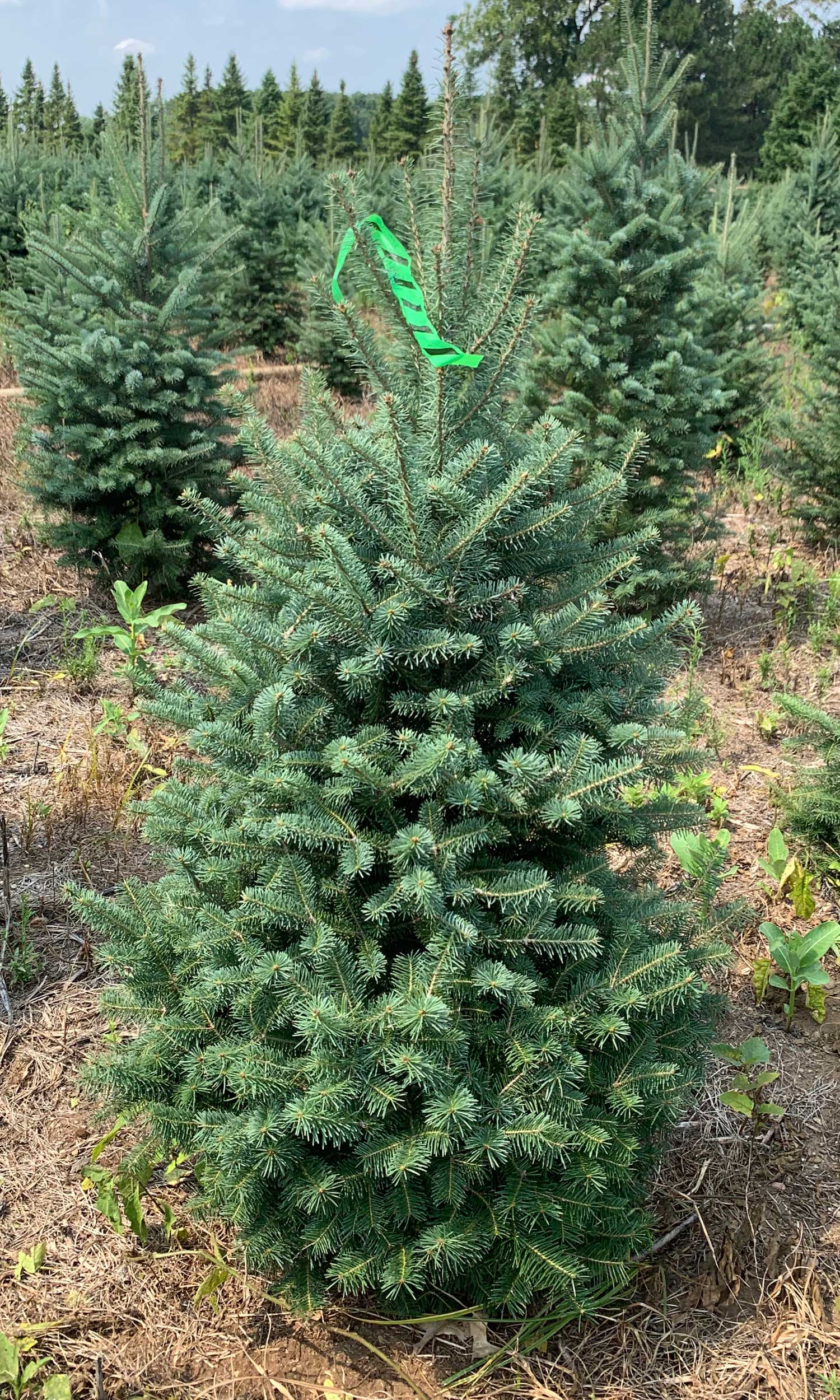 LandscapeHub Plant information for Abies balsamea var. phanerolepis