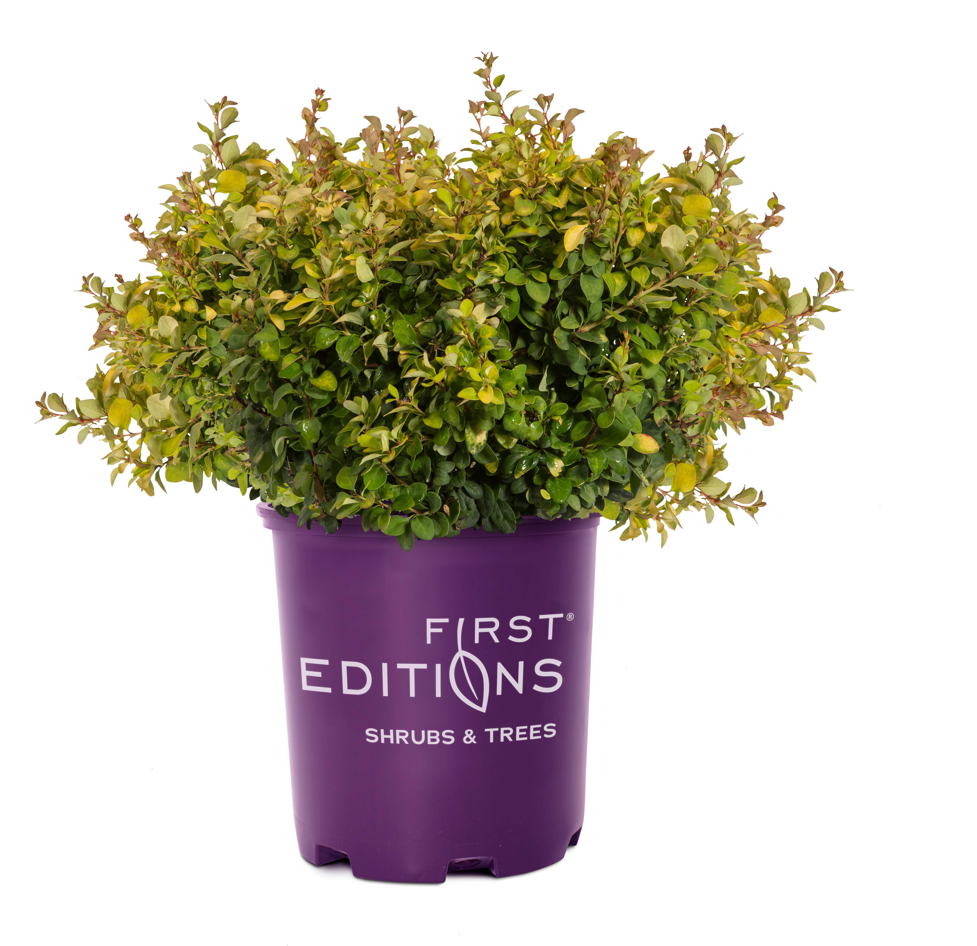 LandscapeHub | Plant information for Berberis thunbergii