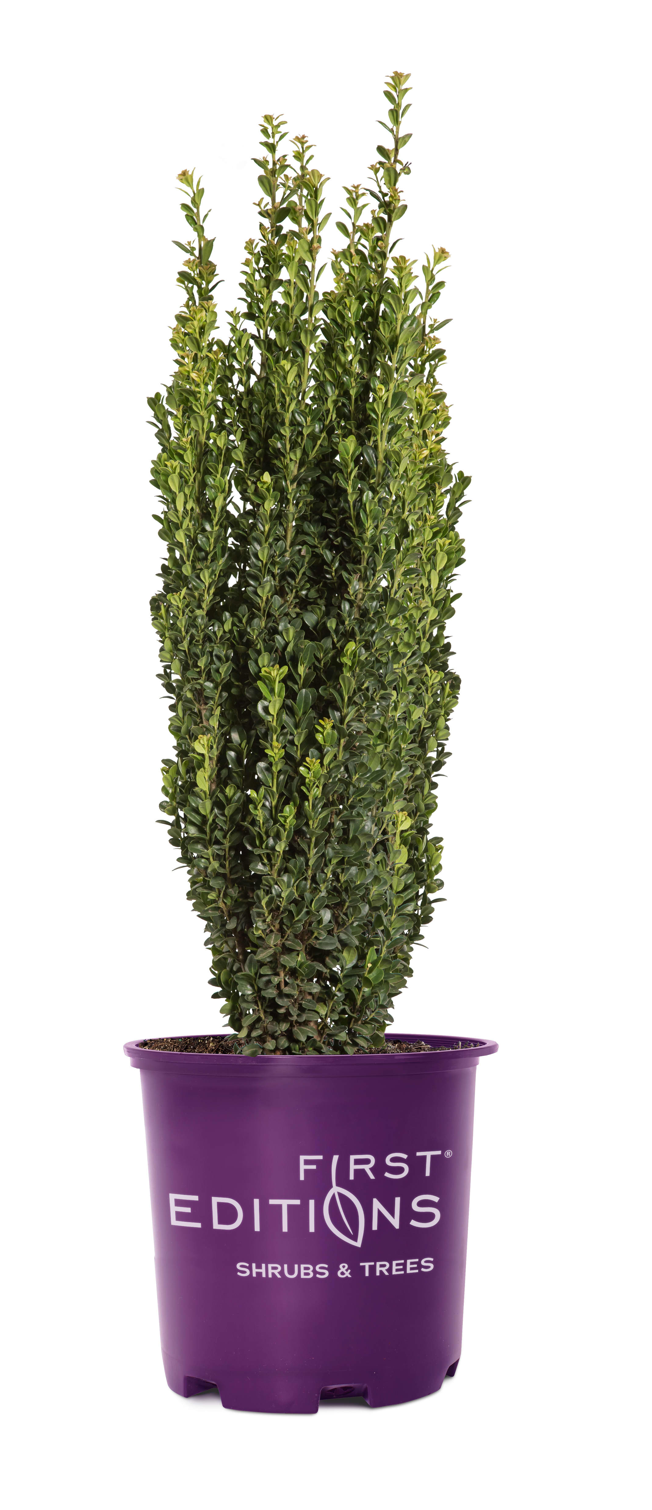 LandscapeHub | Plant information for Ilex crenata 'PIIIC-I' (First