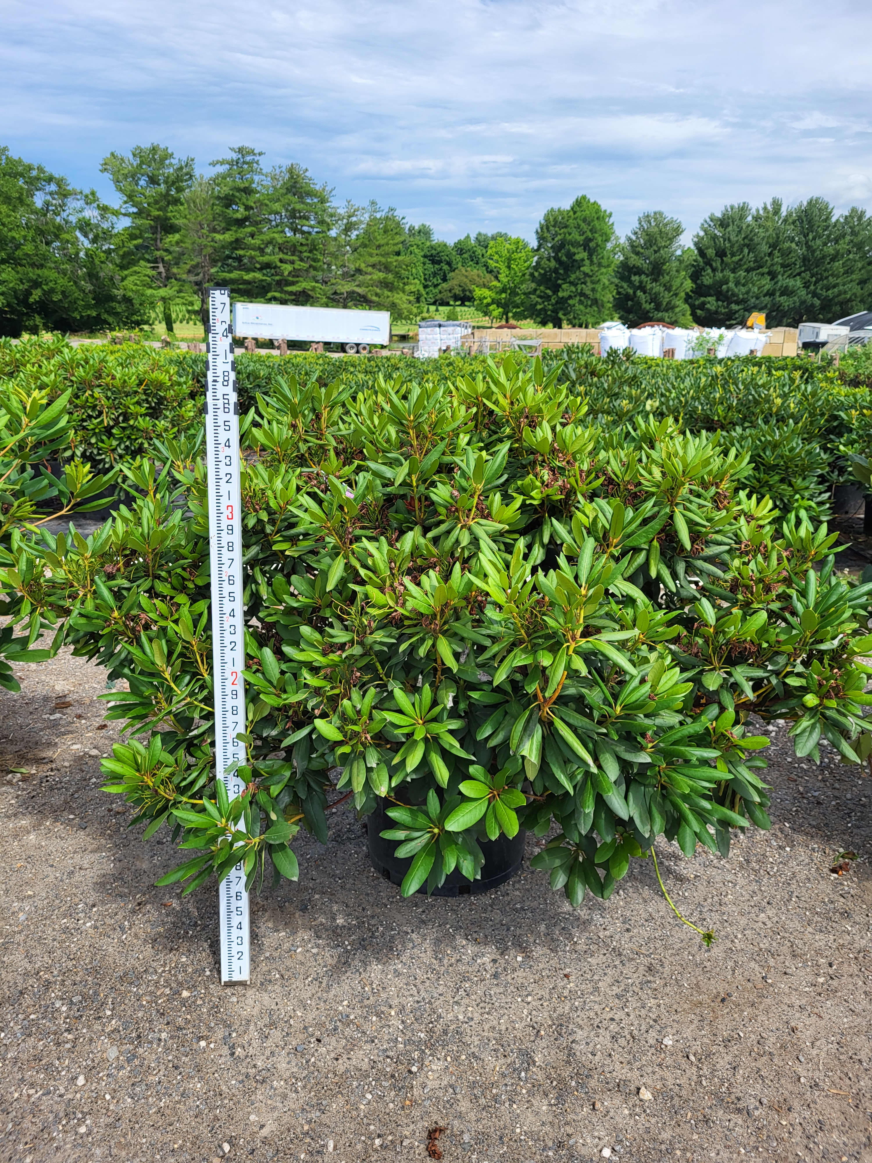 rhododendron elegans roseum Rhododendron catawbiense 'Roseum Elegans' – Oriental Garden Supply main image 1