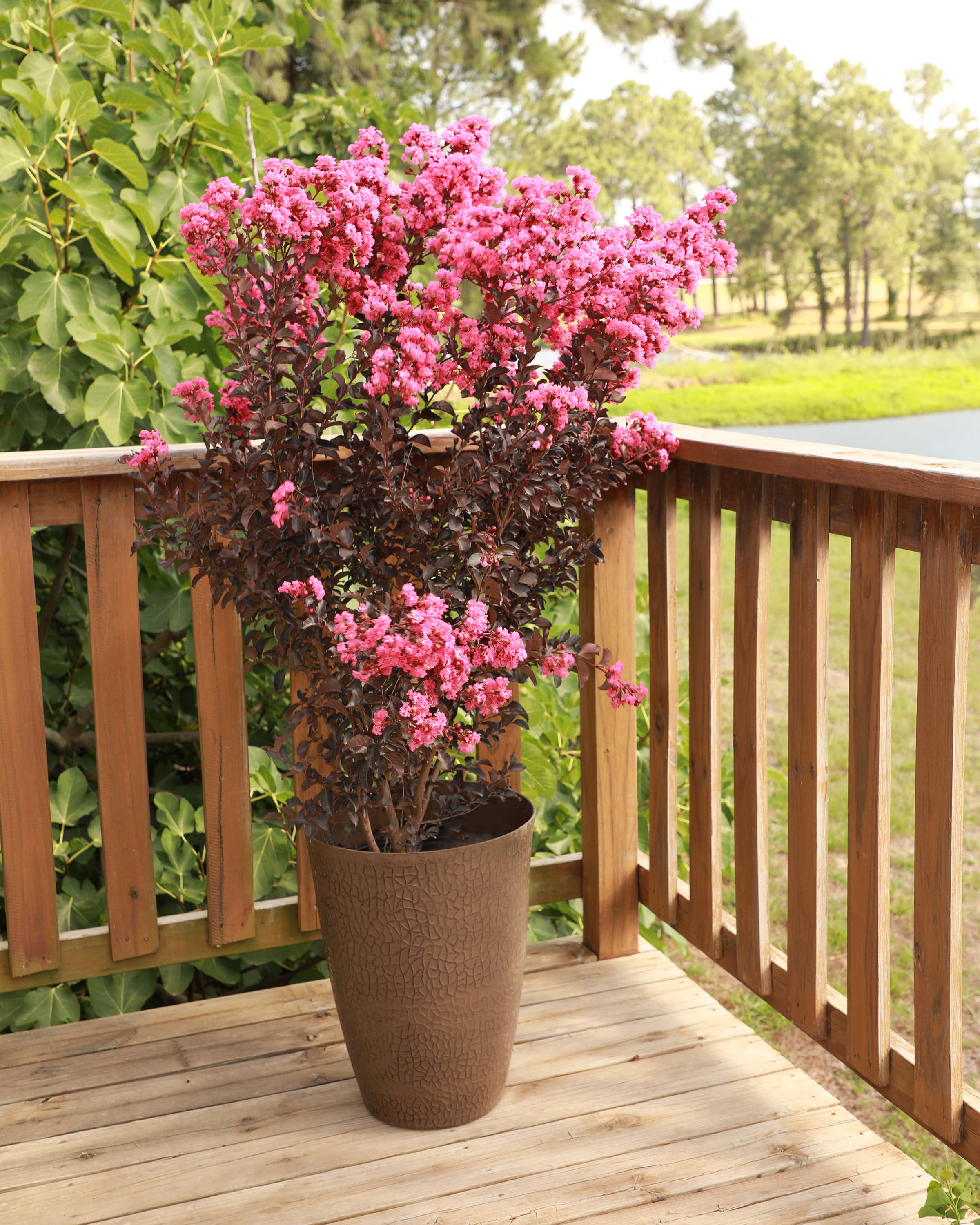 LandscapeHub | Plant information for Lagerstroemia indica '1LI