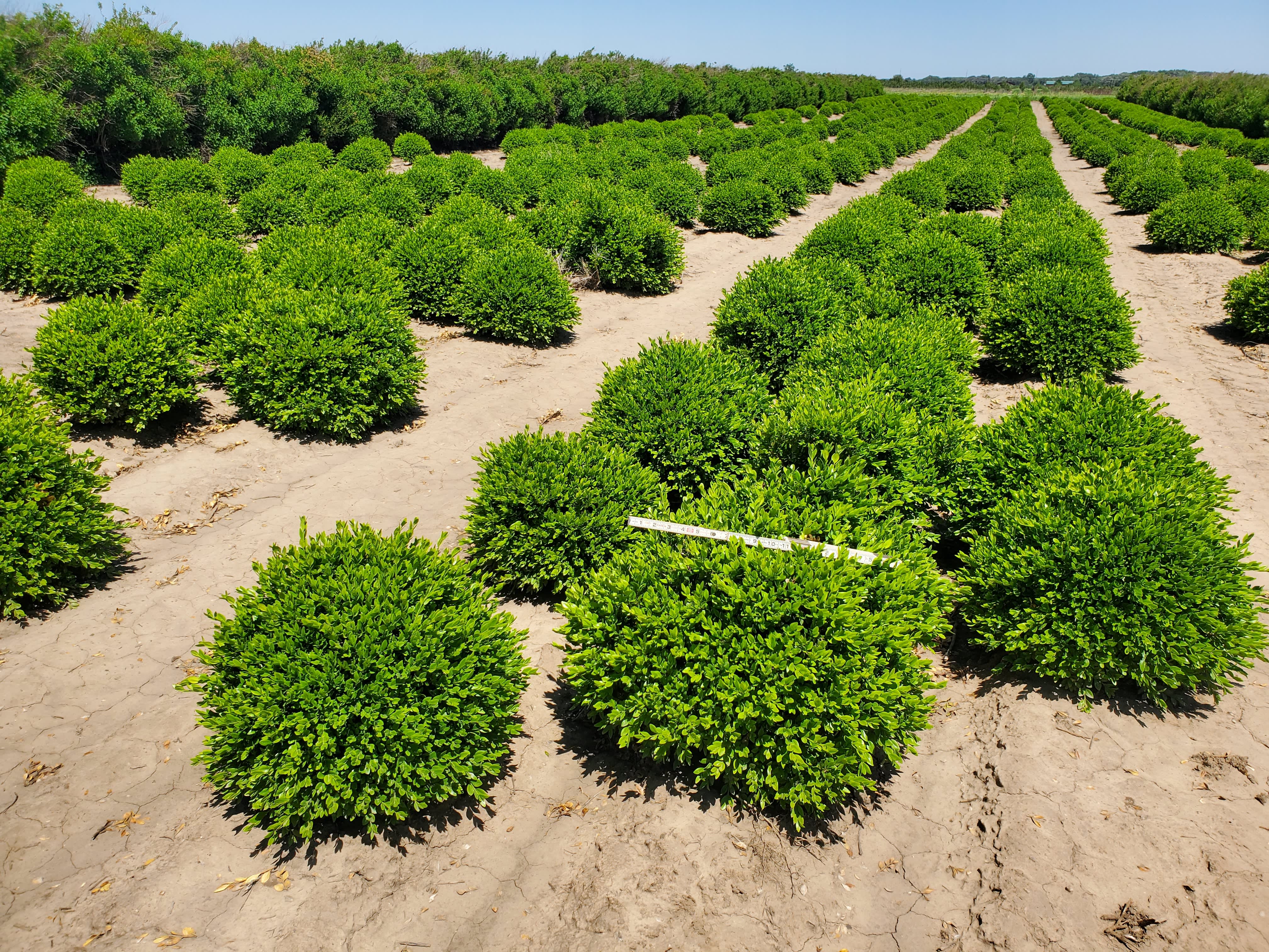 LandscapeHub | Plant information for Buxus microphylla LandscapeHub | Plant information for Buxus microphylla