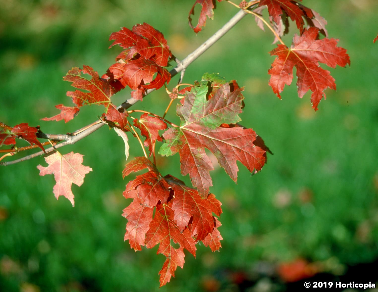 Landscapehub Nursery Availability For Fox Ridge Nursery Fox Ridge Nursery