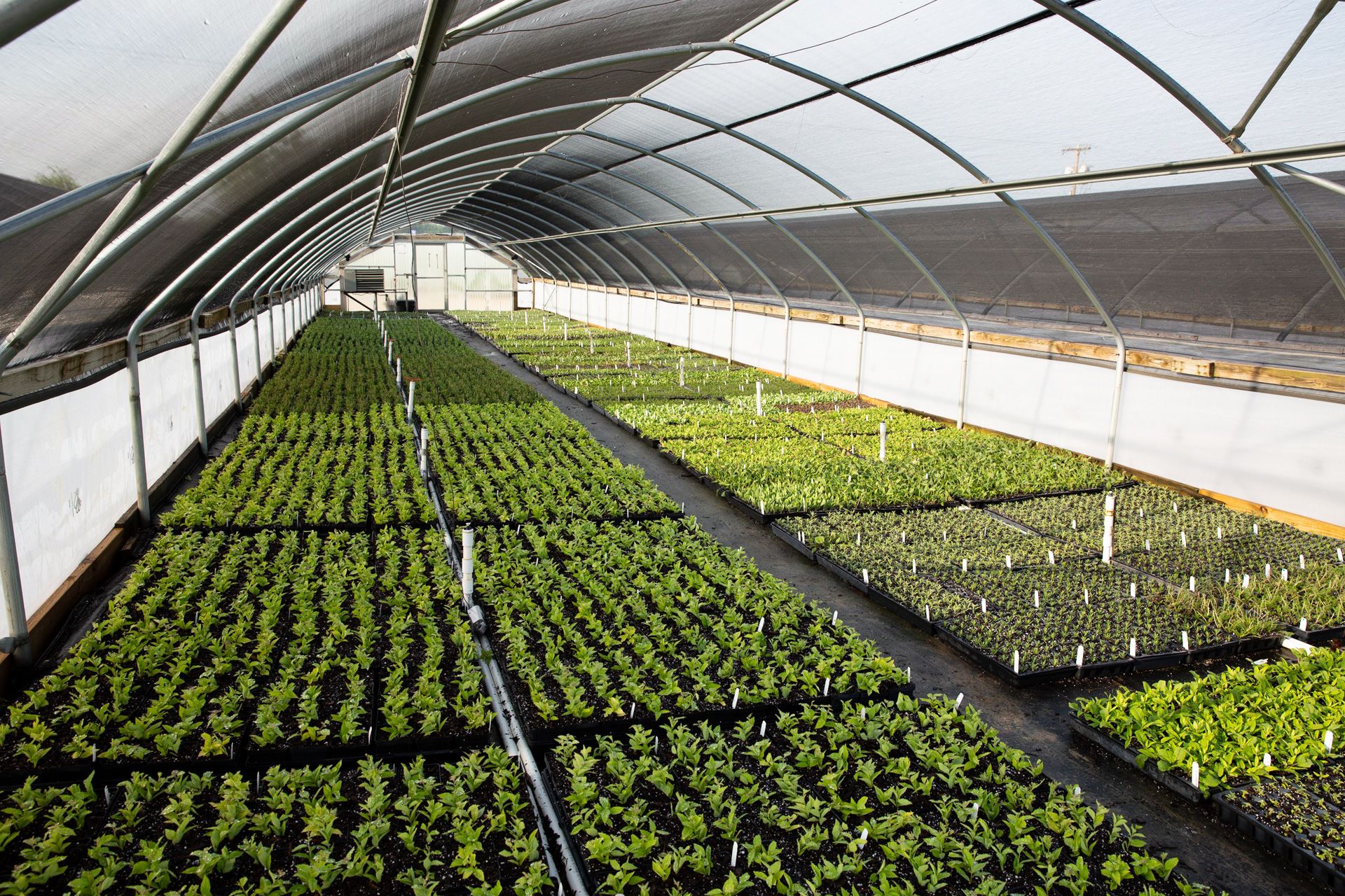 Loma Vista Nursery Inc