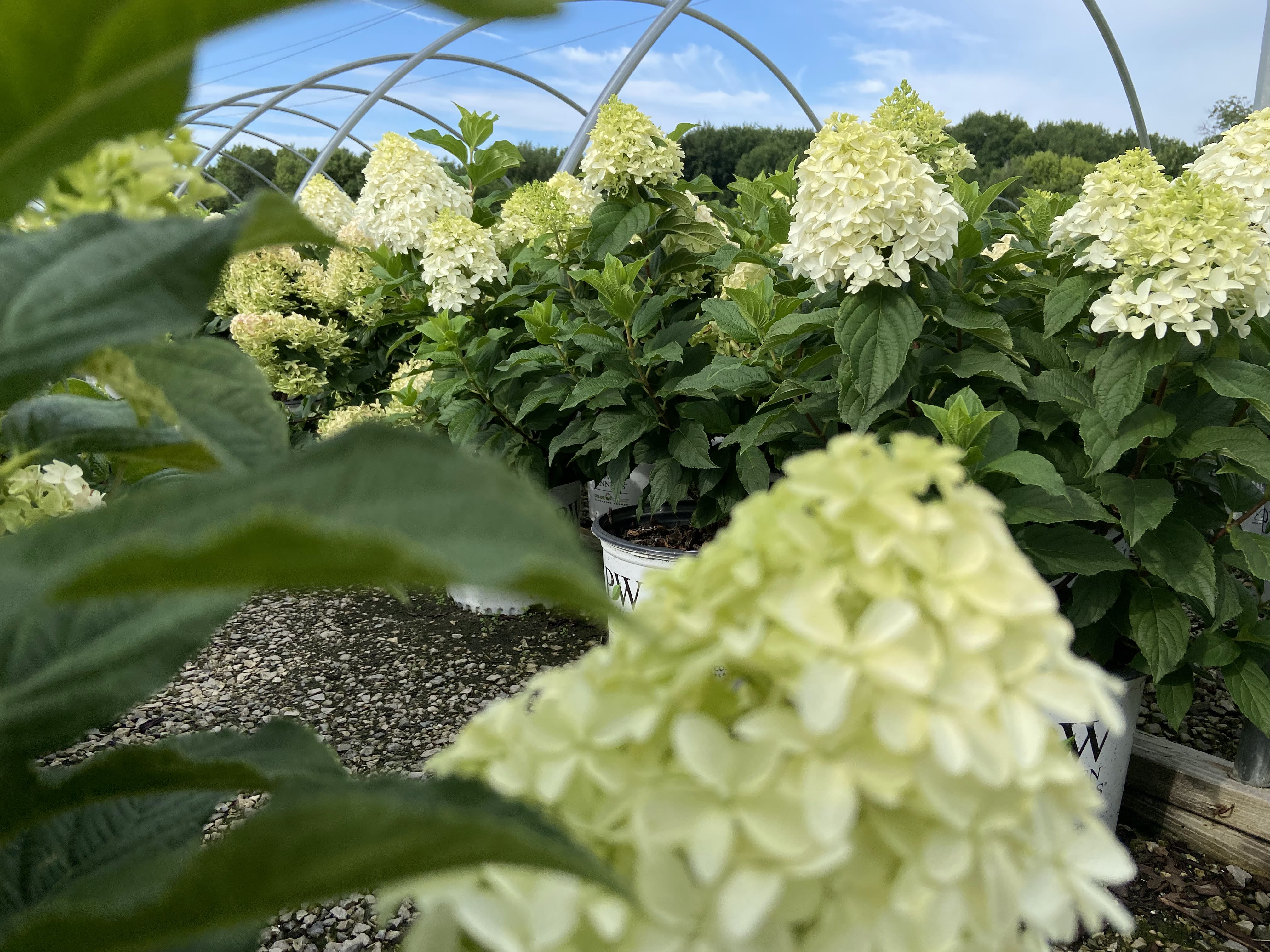 Loma Vista Nursery Inc