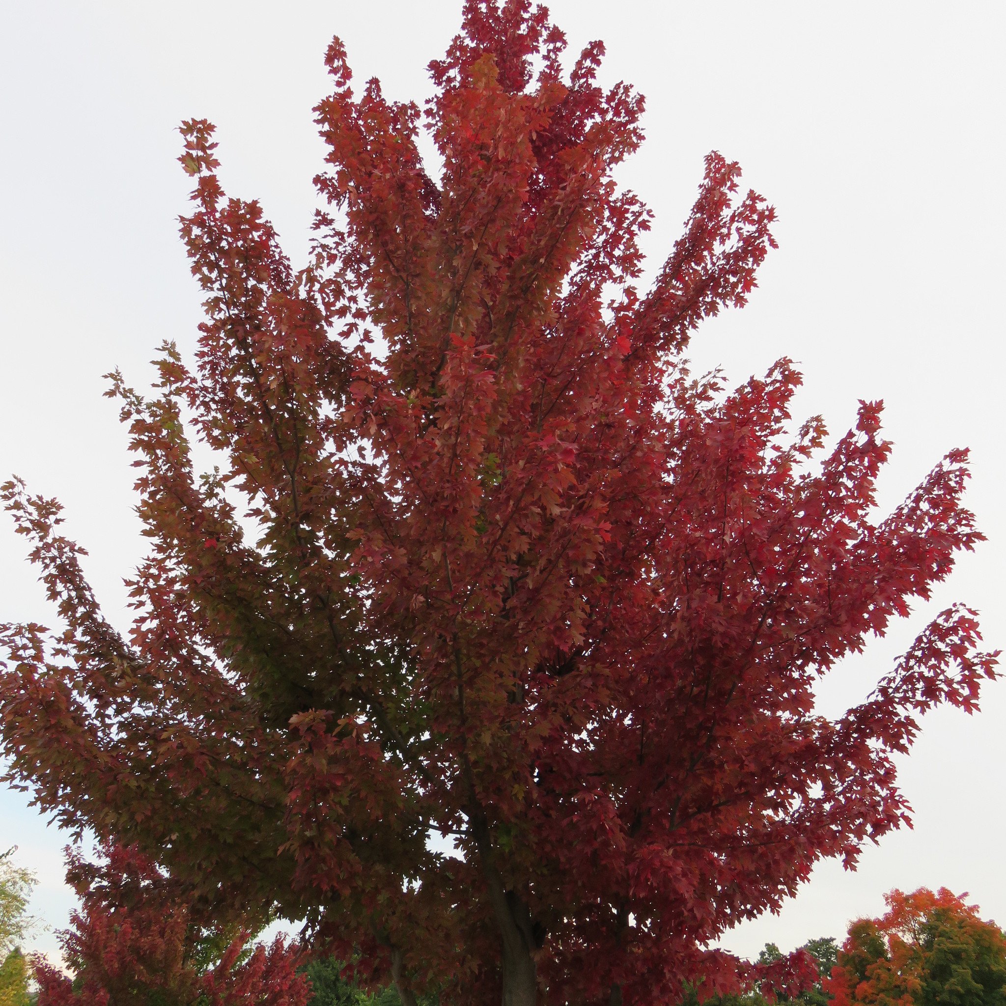 Hefner's Red Select Japanese Maple (Acer palmatum 'Hefner's