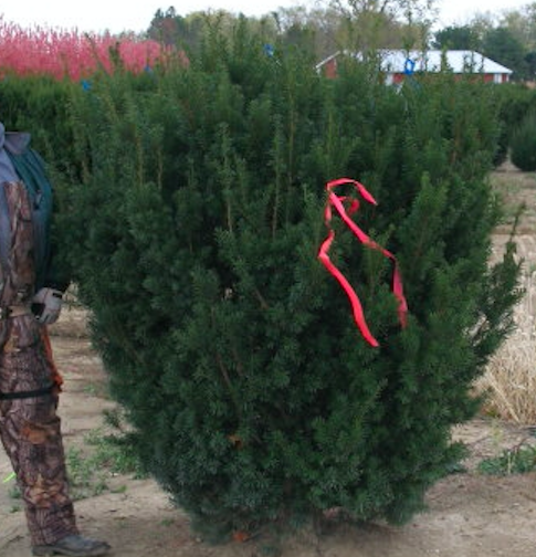 LandscapeHub | Plant information for Taxus media 'Hicksii' (Hicks  Intermediate Yew)