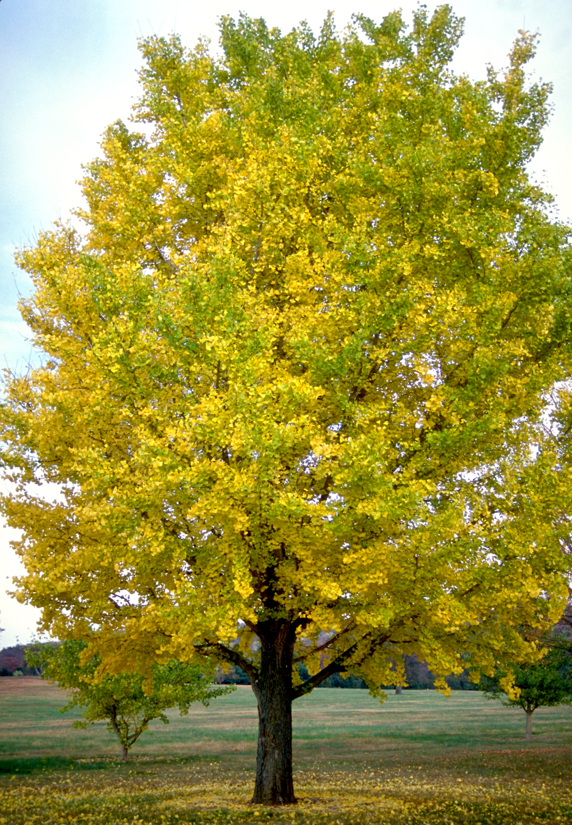 LandscapeHub | Plant information for Ginkgo biloba