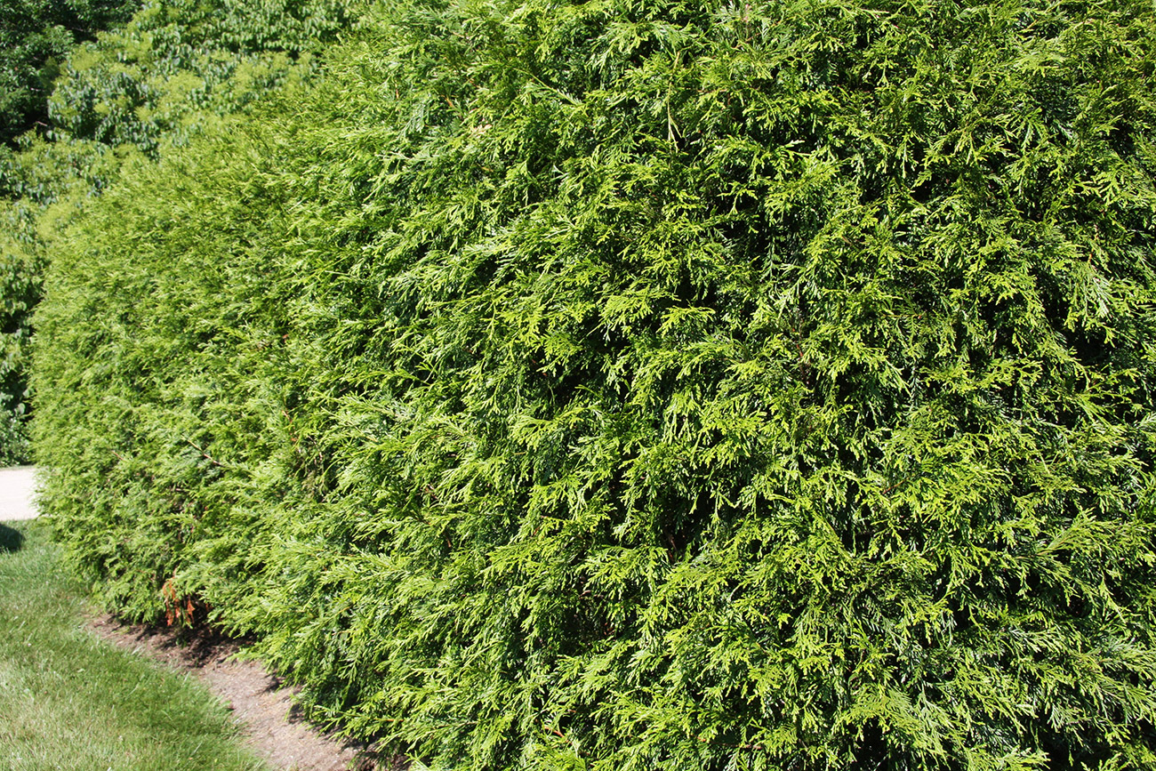 LandscapeHub | Plant information for Thuja plicata (Western Red Cedar)