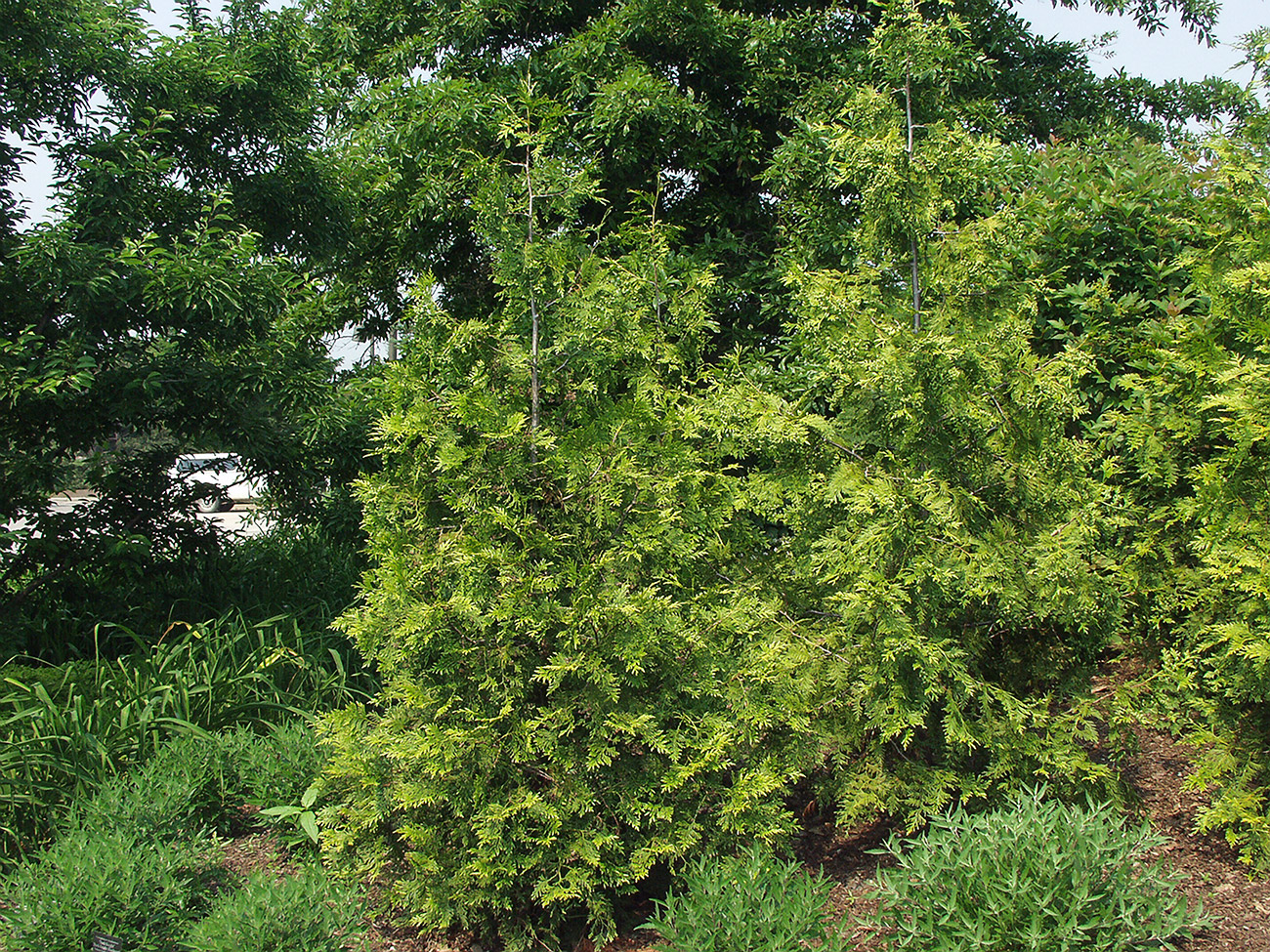 LandscapeHub | Plant information for Thuja plicata 'Atrovirens' (Atrovirens  Western Red Cedar)