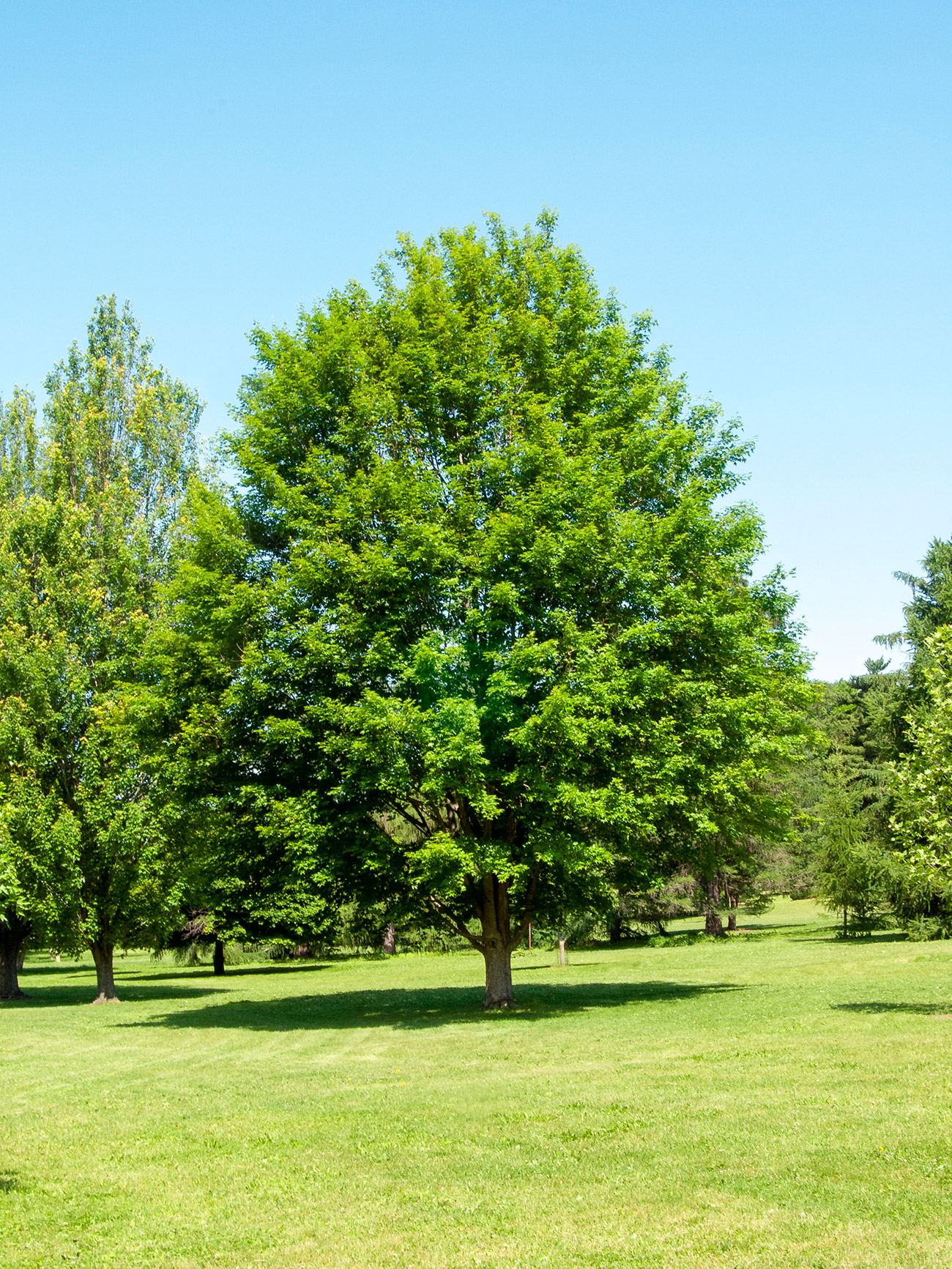 LandscapeHub | Plant information for Acer miyabei 'Morton