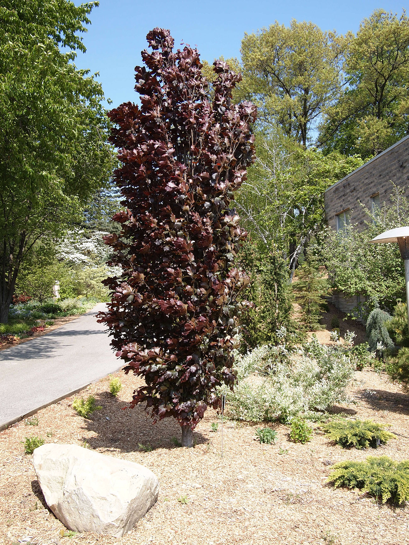 LandscapeHub | Plant information for Fagus sylvatica 'Red Obelisk' (Red  Obelisk European Beech)