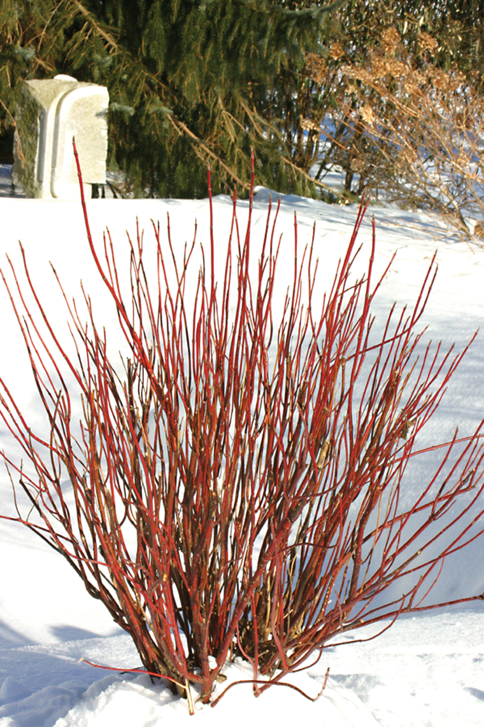 Arctic Fire Red Twig Dogwood Cornus sericea Farrow Proven Winners Color Choice USPP 18523