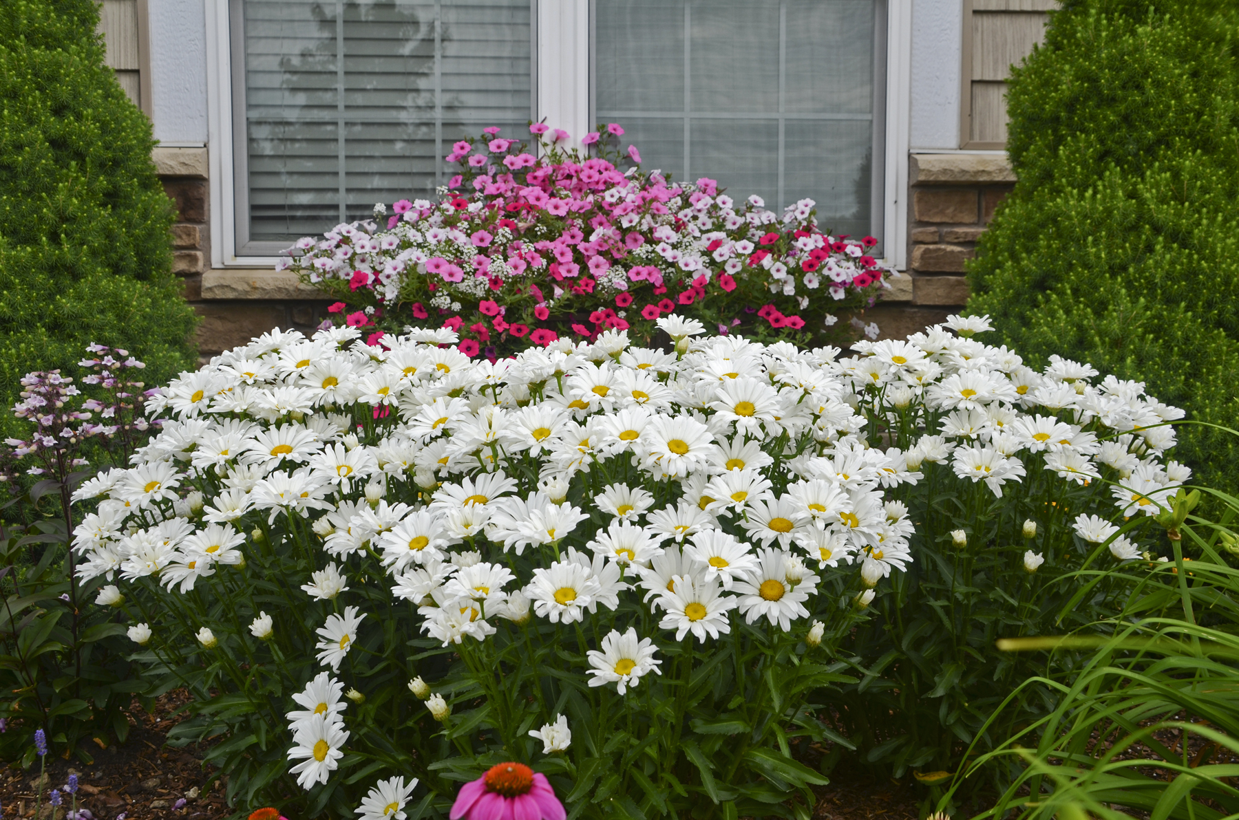 Daisy ꔛ‬ෆ LandscapeHub | Plant information for Amazing Daisies Daisy