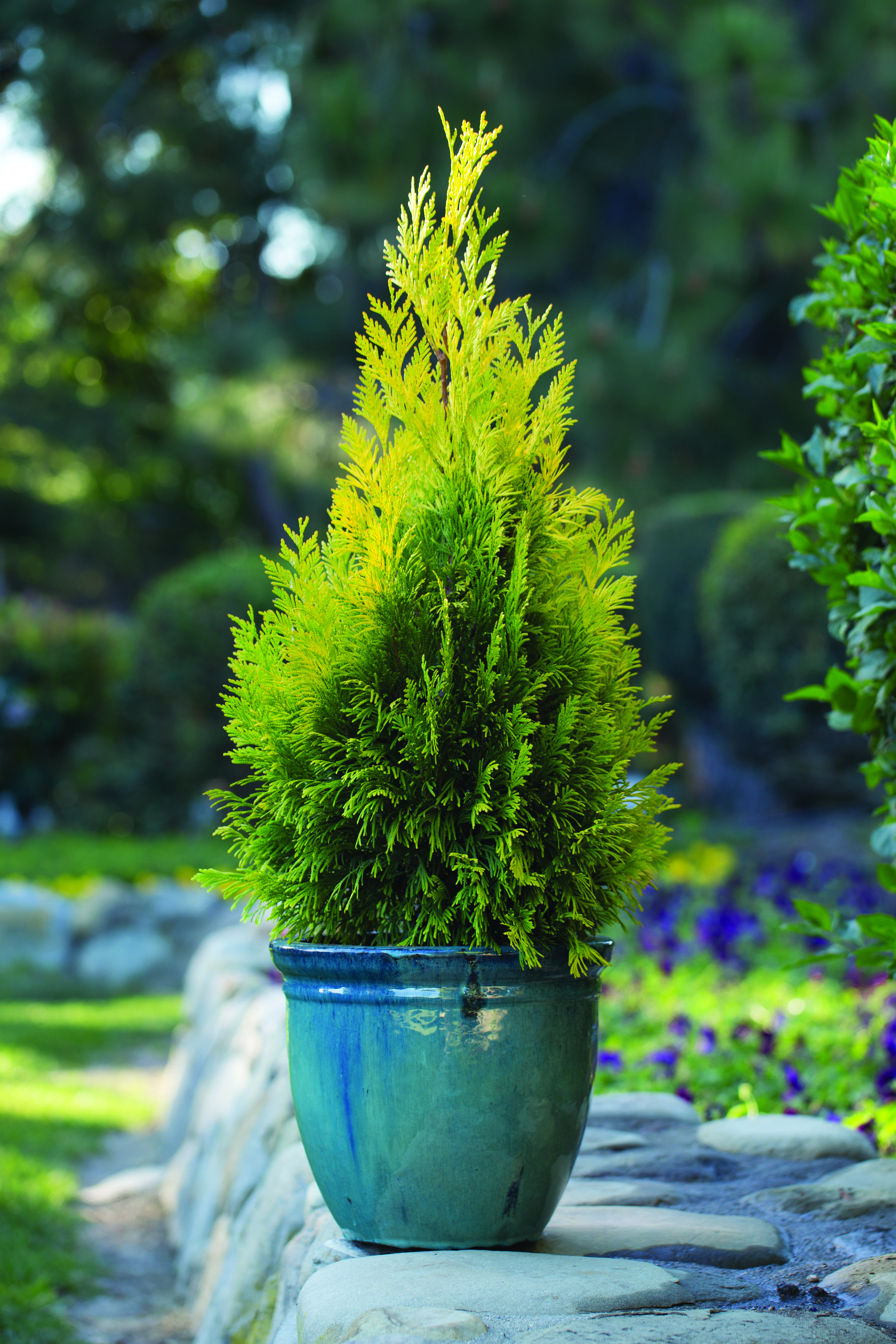 Thuja plicata '4Ever' Forever Goldy Arborvitae (Star Roses and Plants,  USPP#19267)