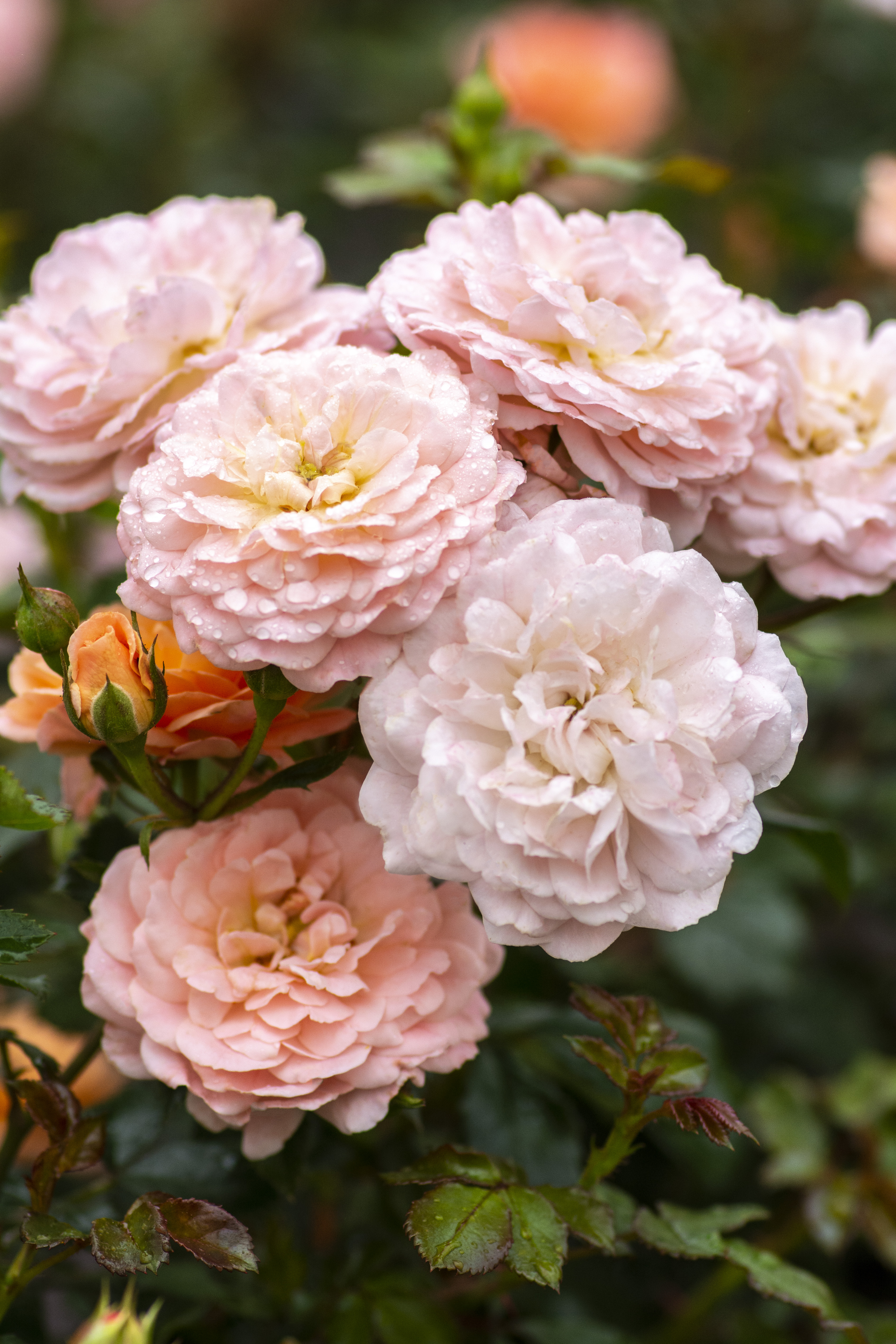 LandscapeHub | Plant information for Rosa 'Meimirrote' (Apricot
