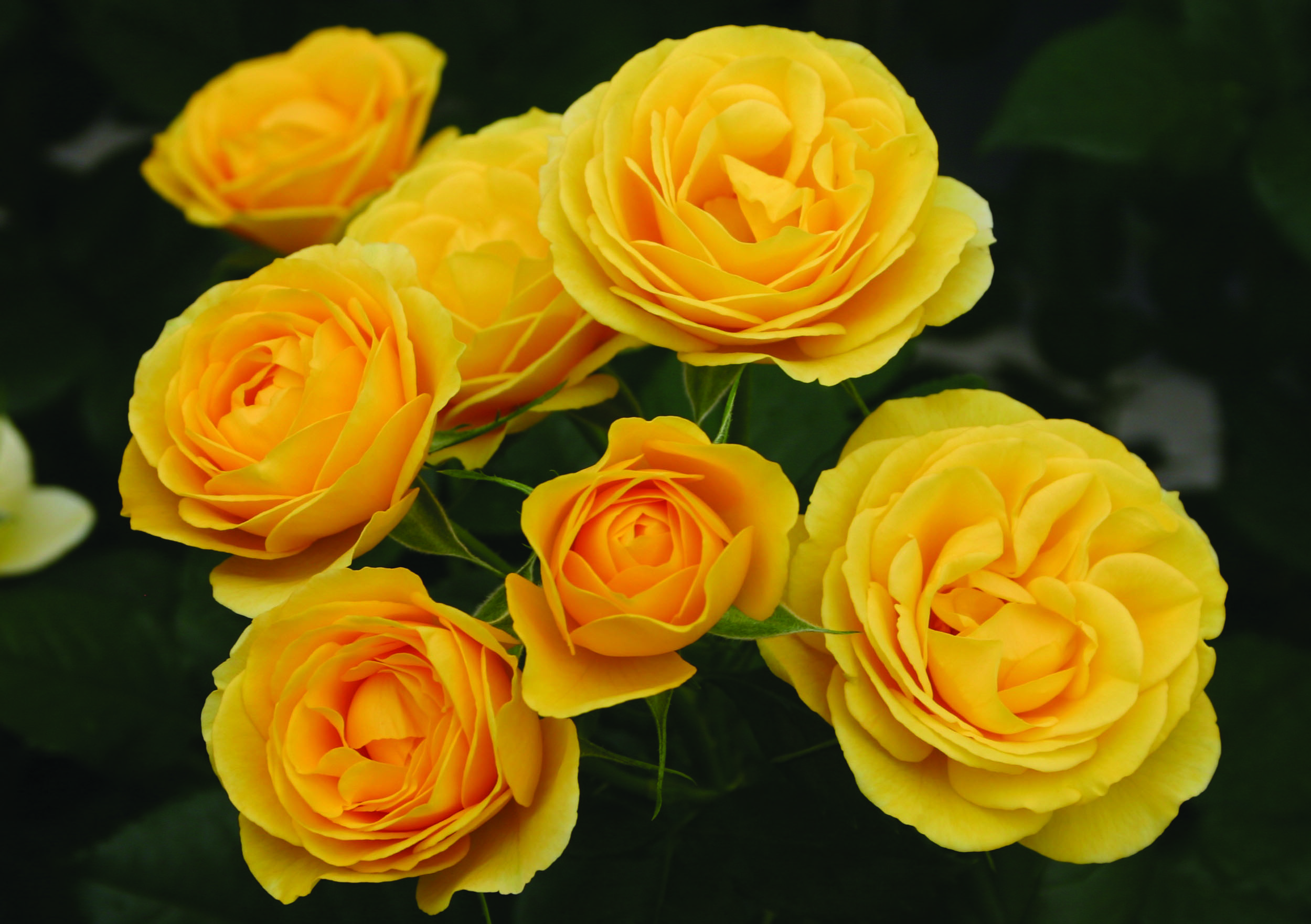 LandscapeHub | Plant information for Rosa 'KORfloci52' (Sunbeam