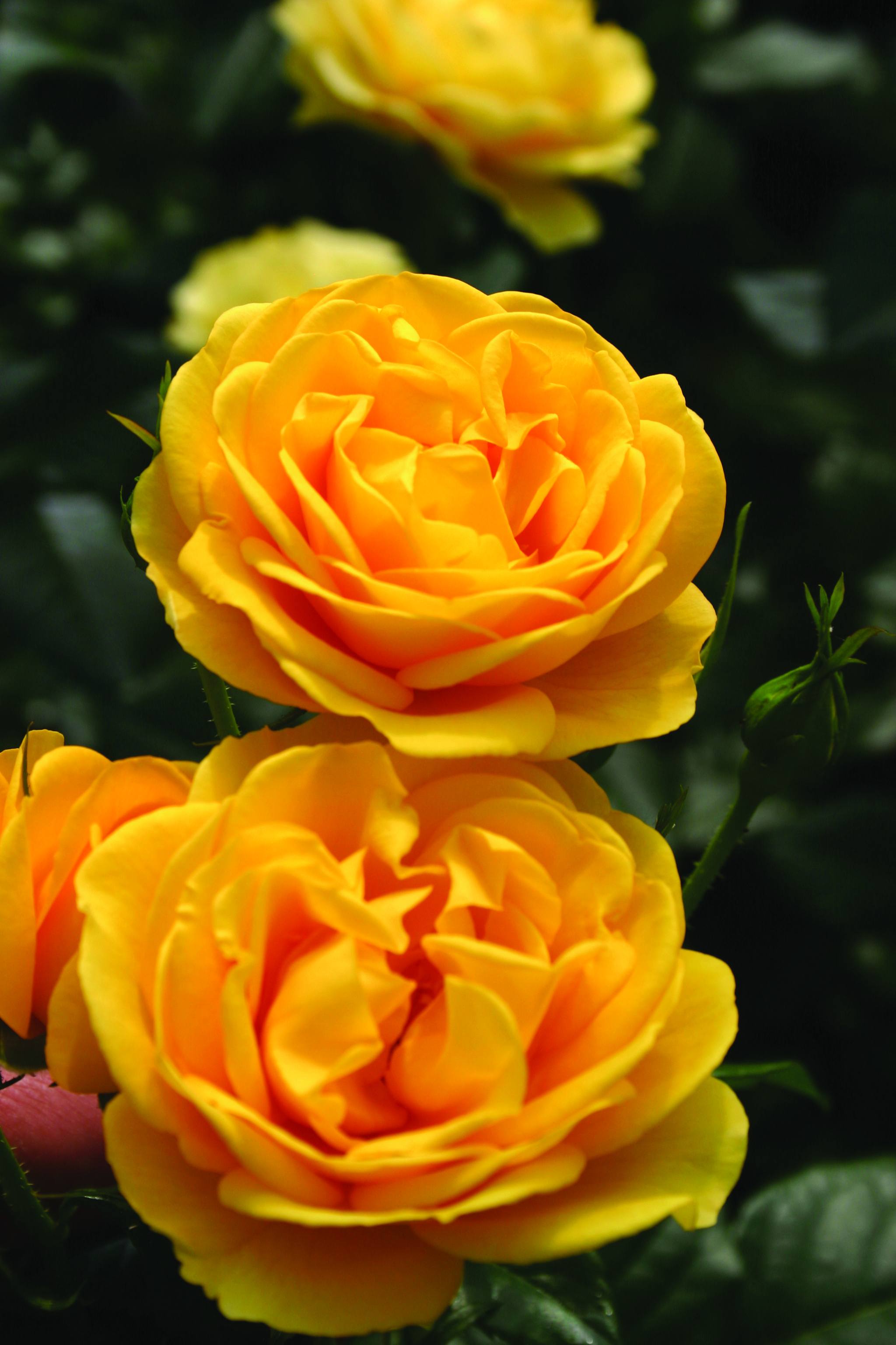 LandscapeHub | Plant information for Rosa 'KORfloci52' (Sunbeam