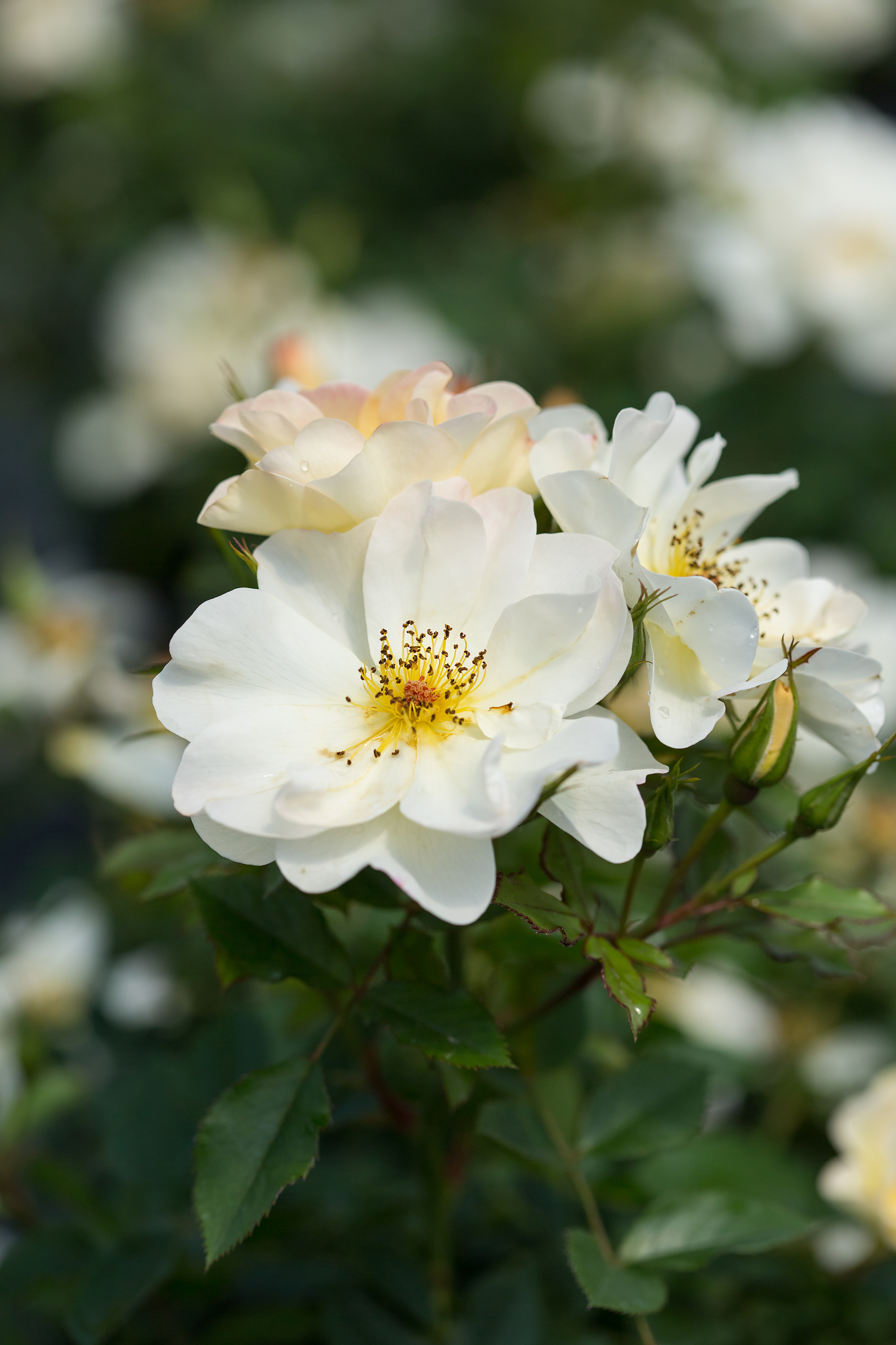 ROSE☆ROSE 013_ThePinkKnockOutRose.jpg?v=