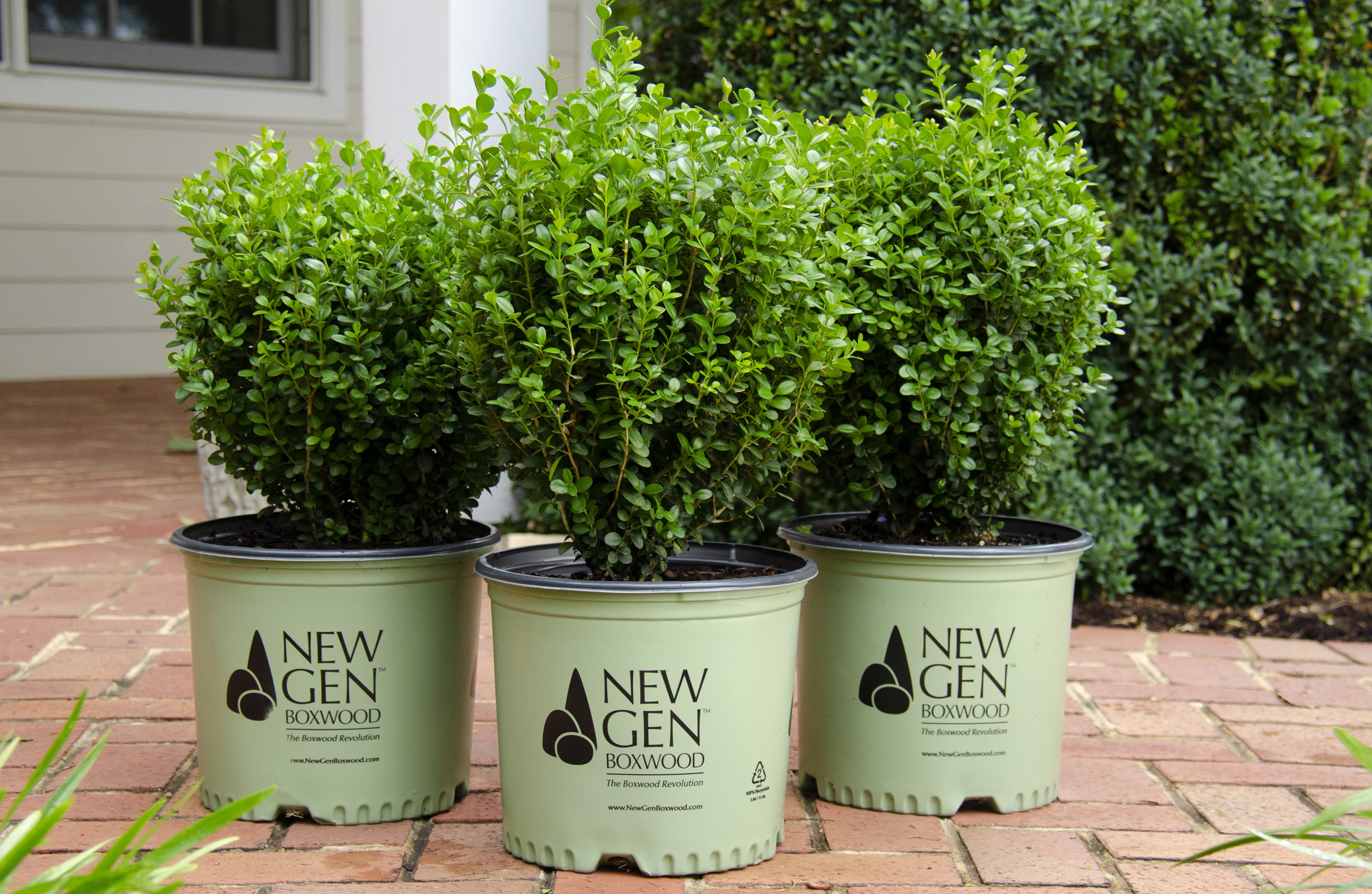 LandscapeHub | Plant information for Buxus microphylla LandscapeHub | Plant information for Buxus microphylla