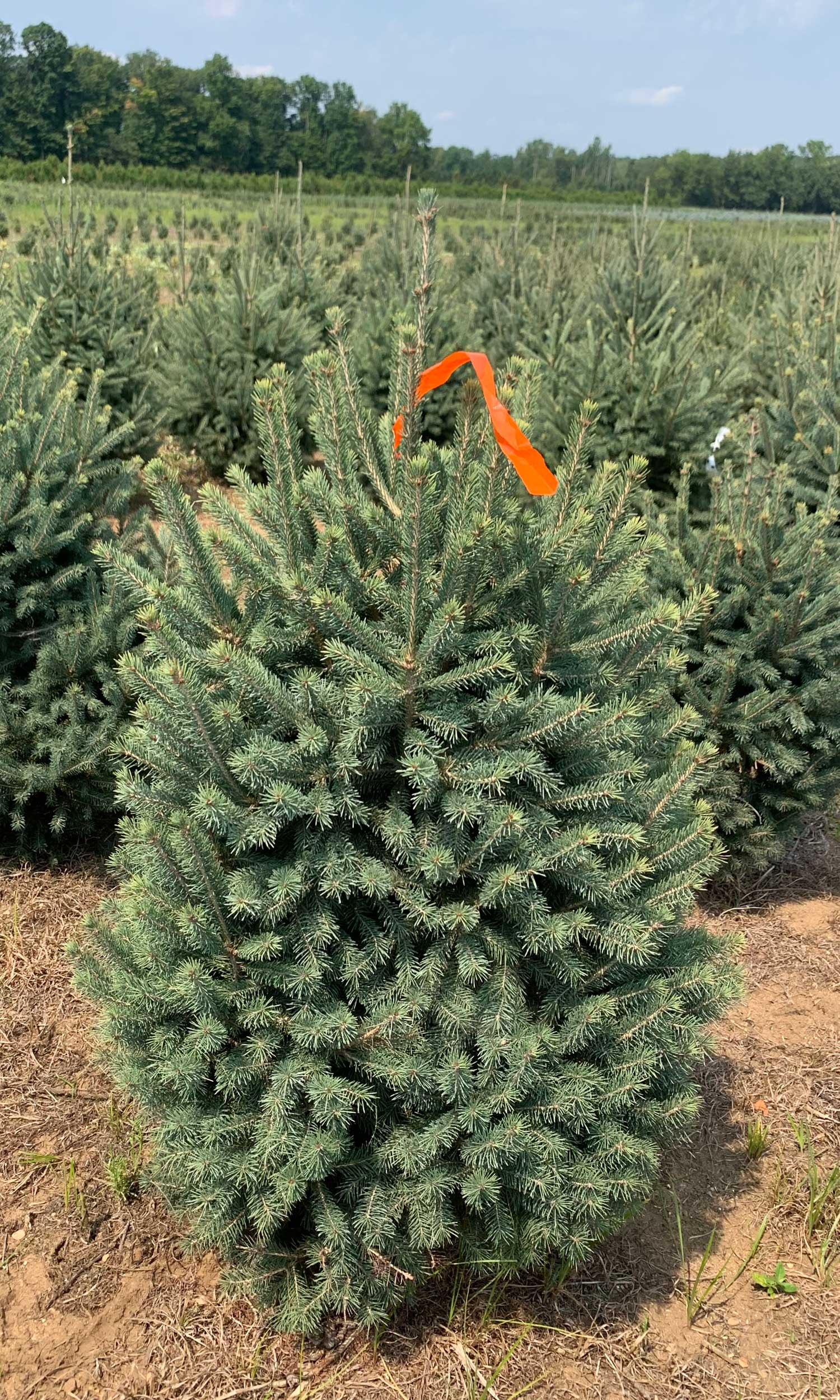 LandscapeHub | Plant information for Picea abies (Norway Spruce)