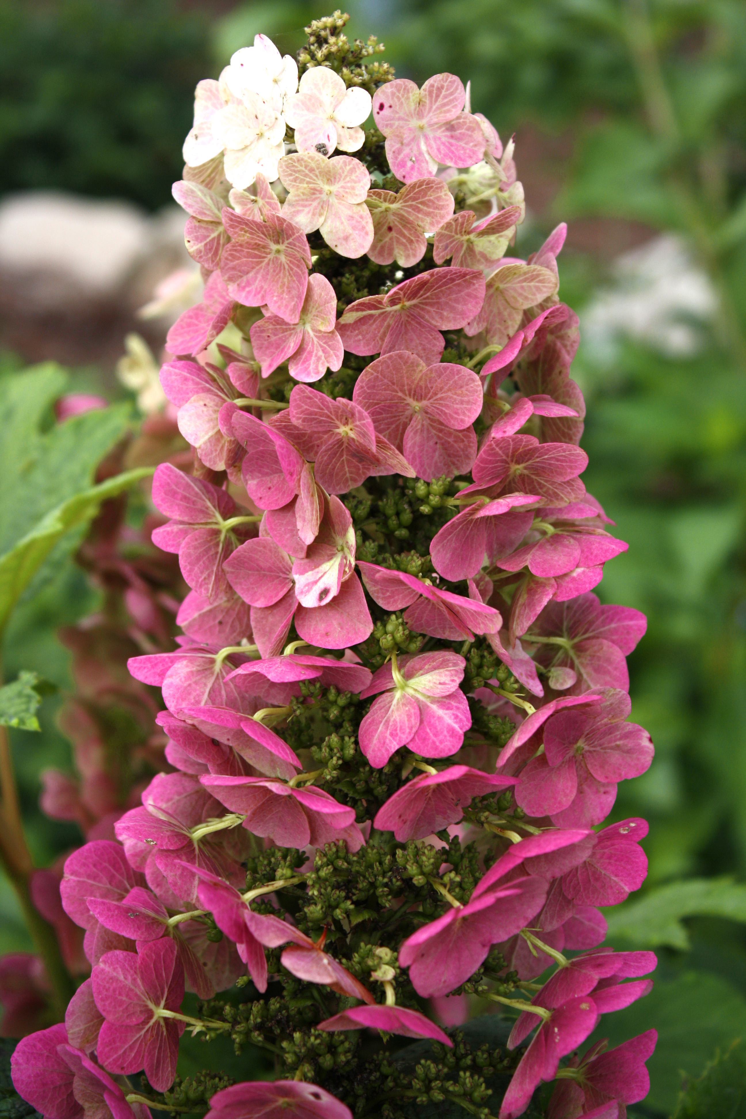 LandscapeHub | Plant information for Hydrangea quercifolia 'PIIHQ