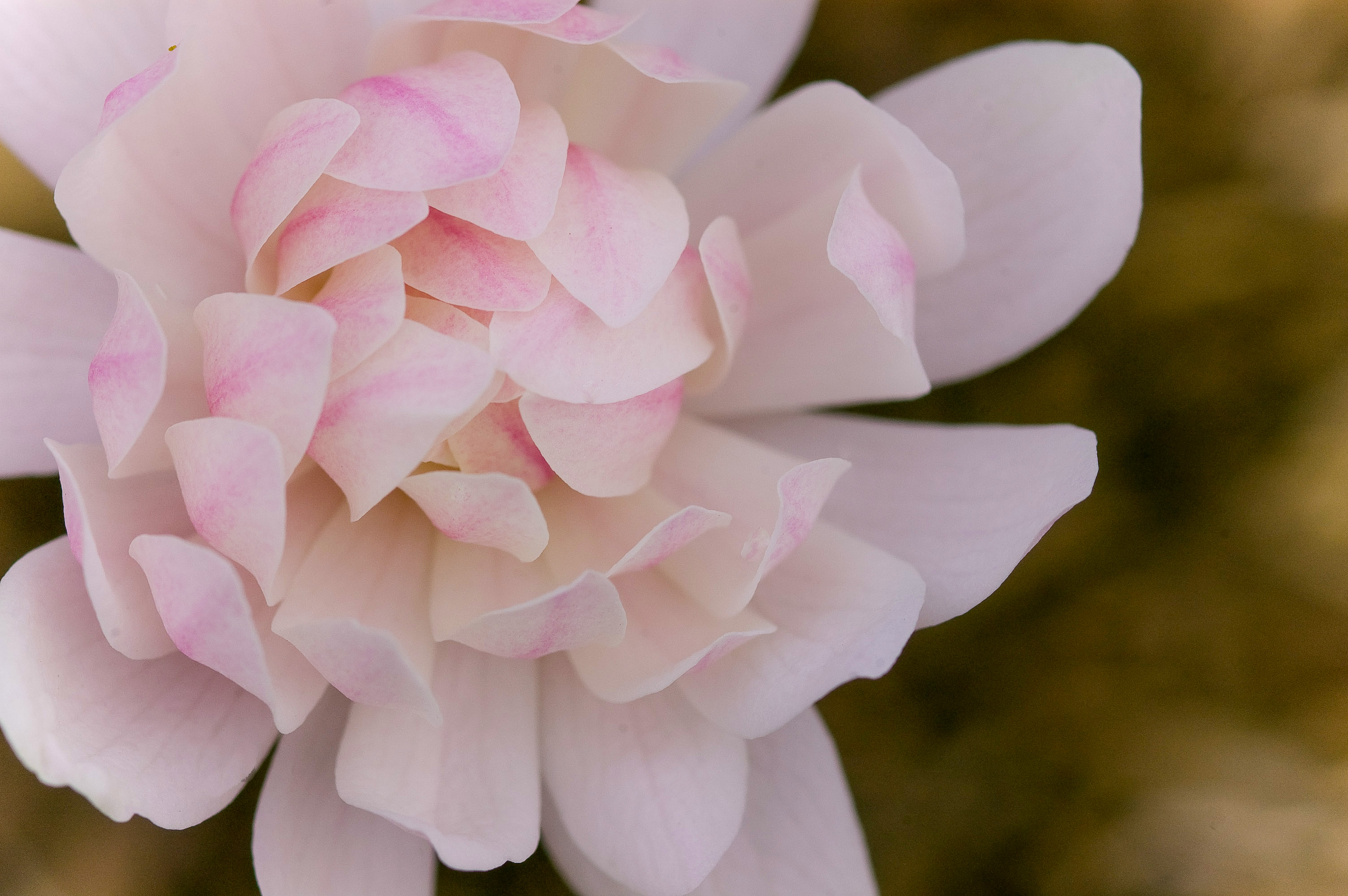 ☆Magnolia☆ 148 Via Magnolia, Newbury Park, CA 91320 [Updated 7/23]