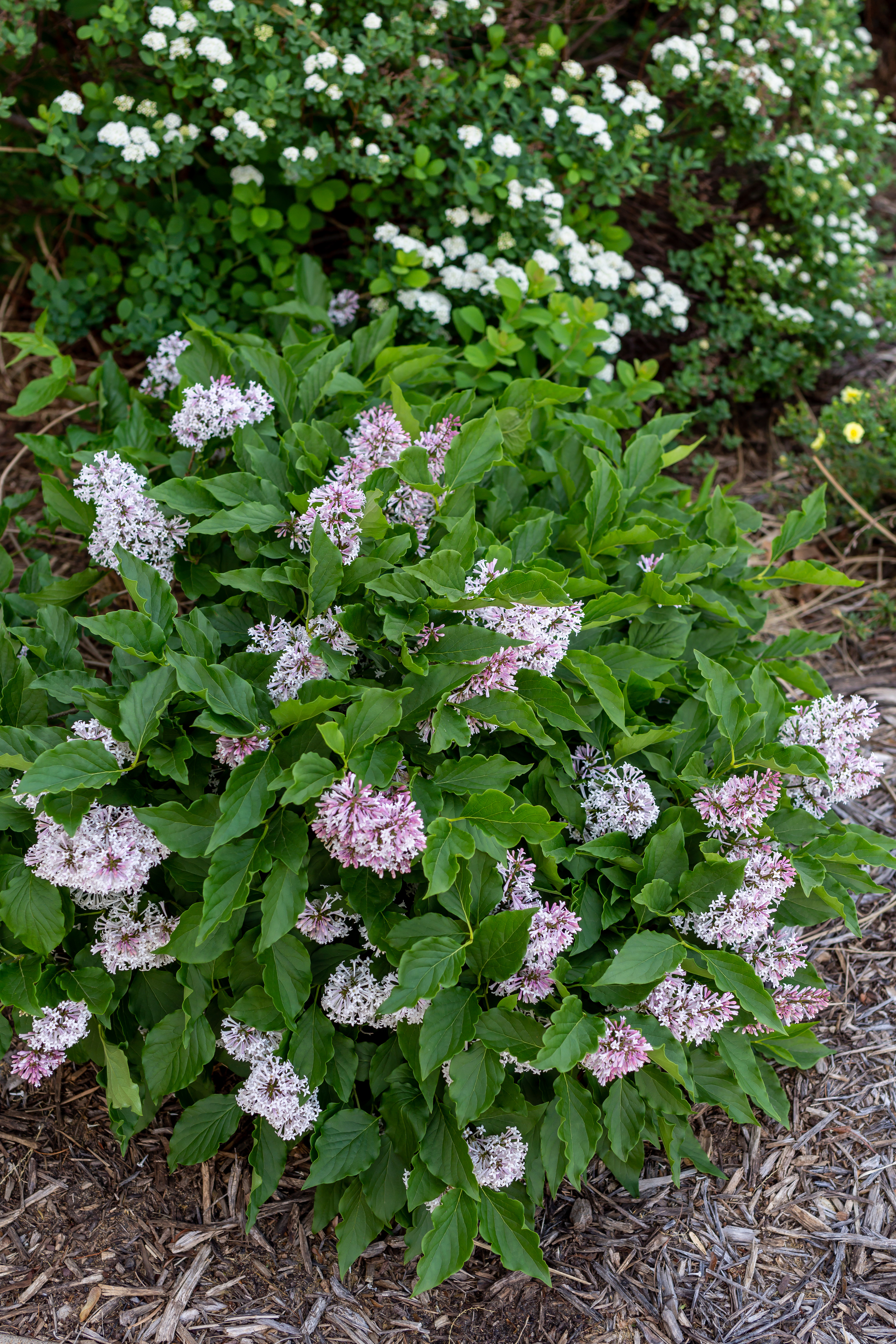 LandscapeHub | Plant information for Syringa x 'Jeflady' (First