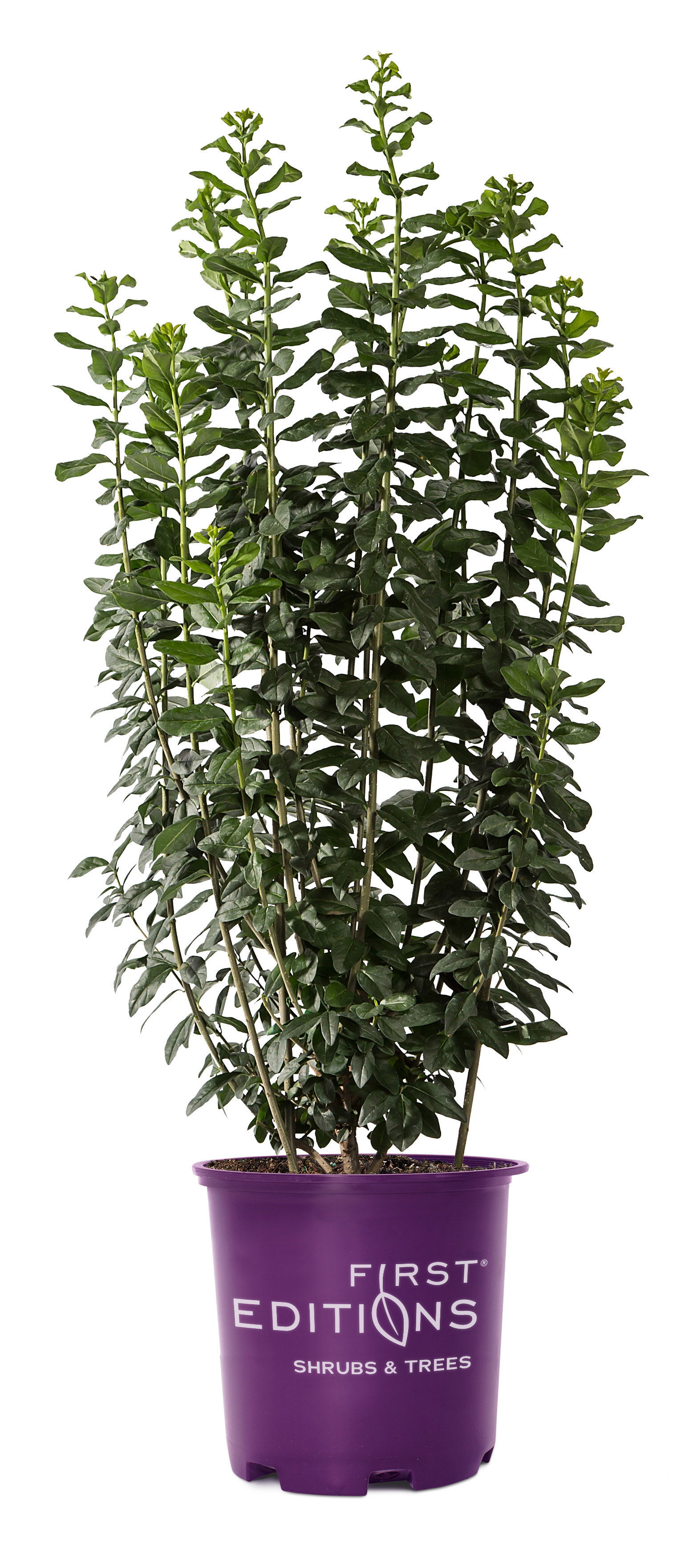 photinia red light Photinia Red Robin - Compacta - Bushy - Height 170-180cm main image 0