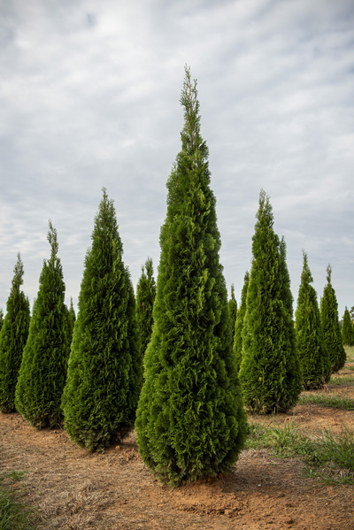 LandscapeHub | Plant information for Thuja occidentalis 'Holmstrup' ( Holmstrup American Arborvitae)