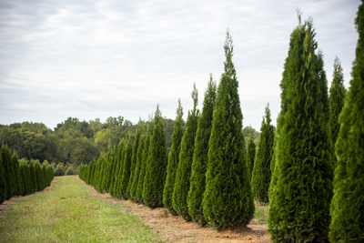 LandscapeHub | Plant information for North Pole Arborvitae (Thuja  occidentalis 'Art Boe')