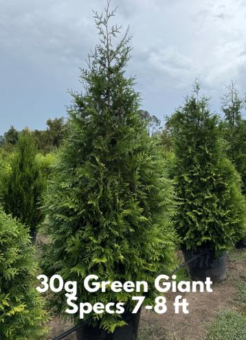 LandscapeHub | Plant information for Thuja plicata (Western Red Cedar)