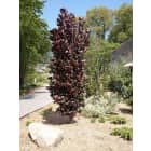 LandscapeHub | Plant information for Fagus sylvatica 'Red Obelisk' (Red  Obelisk European Beech)