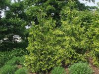 thuja hecke kaufen Lebensbaum 'Smaragd' | kaufen