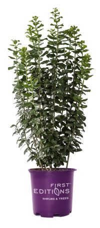 LandscapeHub | Plant information for Ligustrum vulgare 'Swift' (First  Editions Straight Talk Privet)