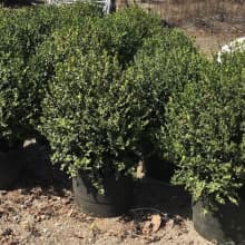 Landscapehub Nursery Availability For Hines Growers Winters Ca Treetown Usa
