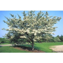 Landscapehub Plant Information For Crataegus Crusgalli Var Inermis Thornless Cockspur Hawthorn