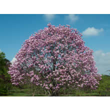 スキー magnolia Magnolia x soulangeana 'Bauman's Pink' Saucer Magnolia from