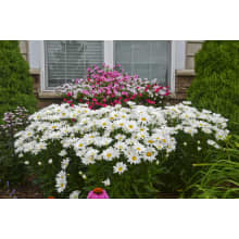 DAISY⋆‎\♡︎/⋆　様 Daisies, 84 Stems - Assorted | BJ's Wholesale Club