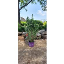 philodendron strawberry shake Philodendron Strawberry Shake variegated 2.5" Grower's Choice *In Stoc   OrchidBox
