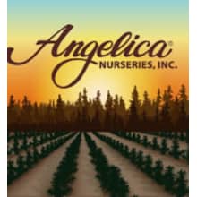 Angelica Nurseries, Inc. Logo
